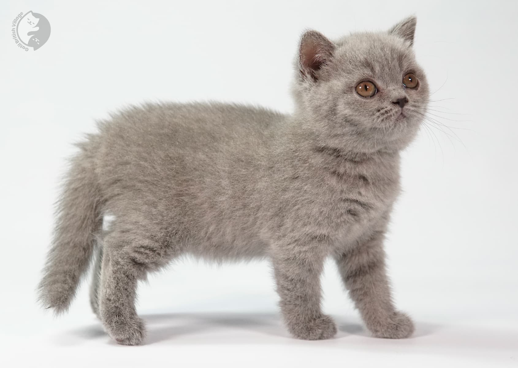 Kitten looking directly at the camera