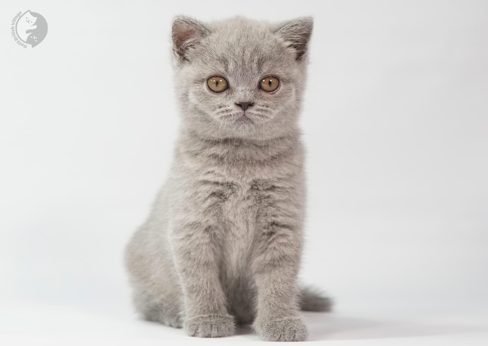 Side-by-side affectionate kittens