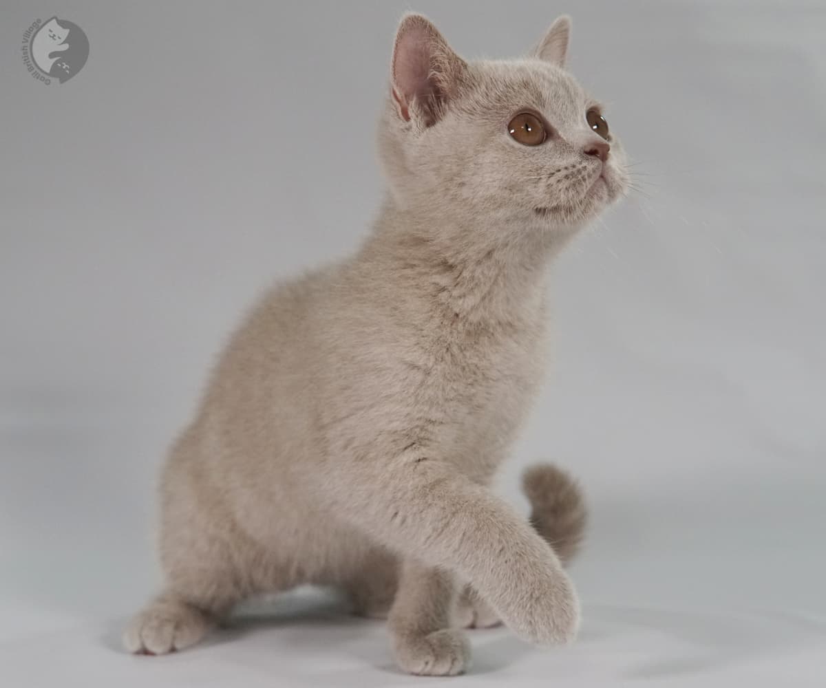Kitten napping on a white background