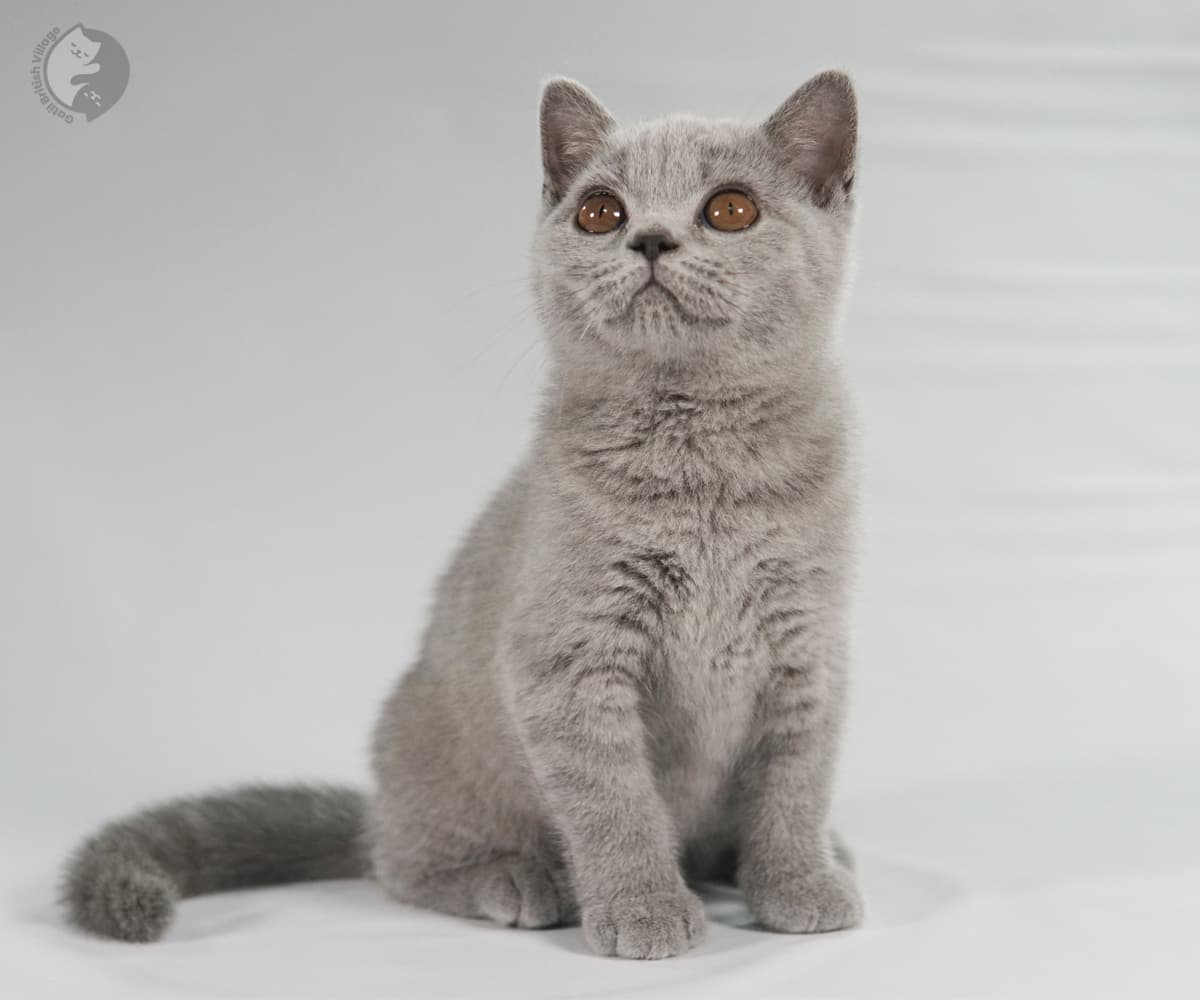 Kitten looking gently at the viewer