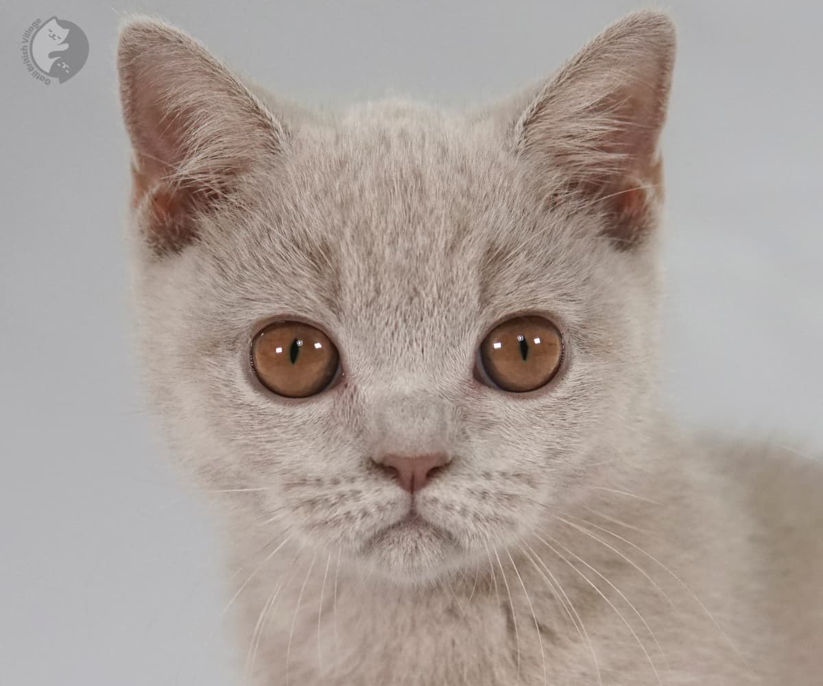 Close-up of Balu's lilac face