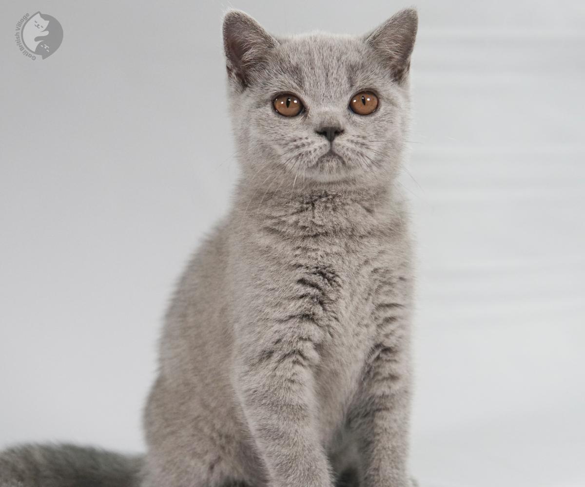 Kitten exploring a neutral background