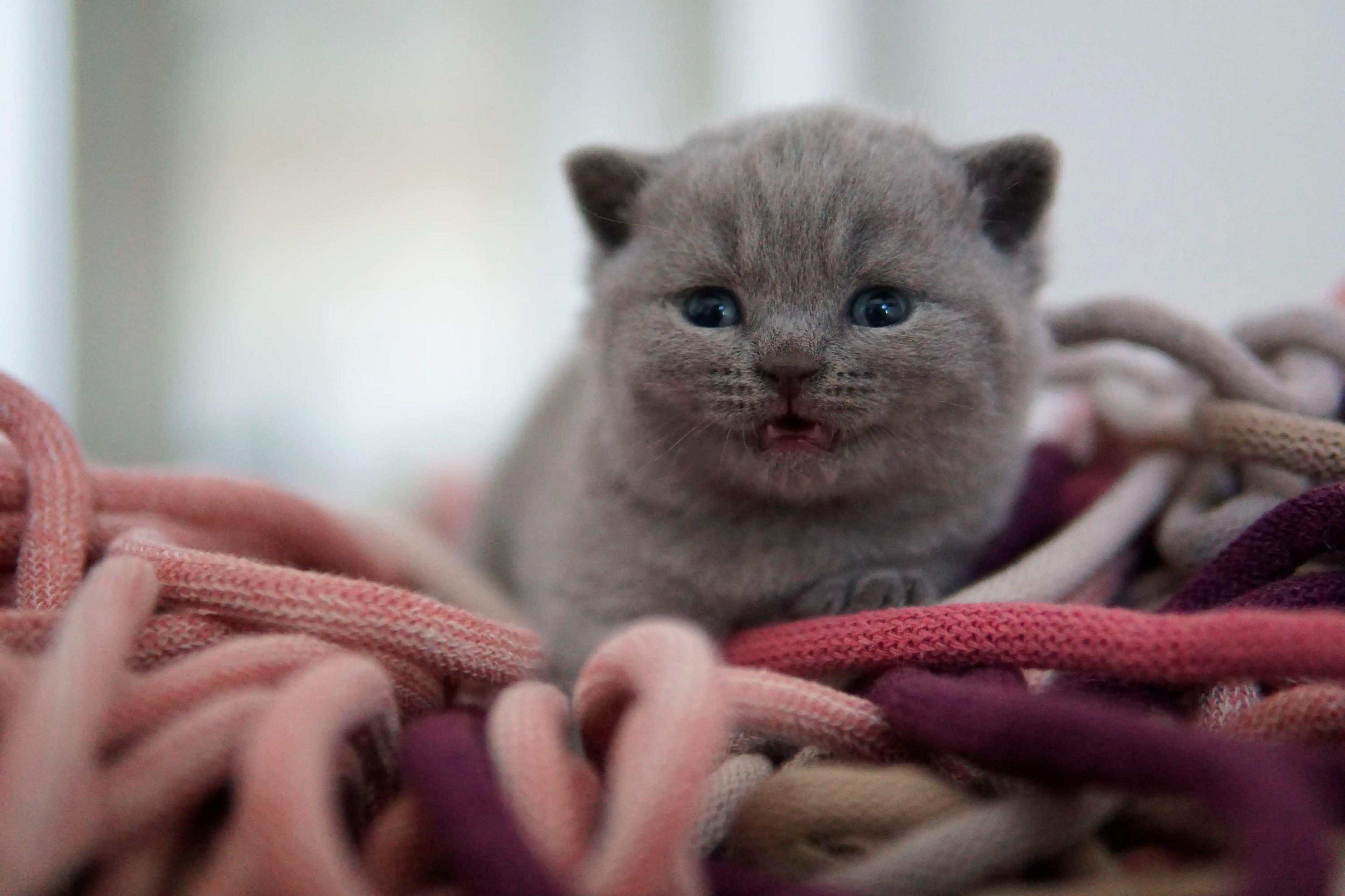 Kitten watching everything with curiosity