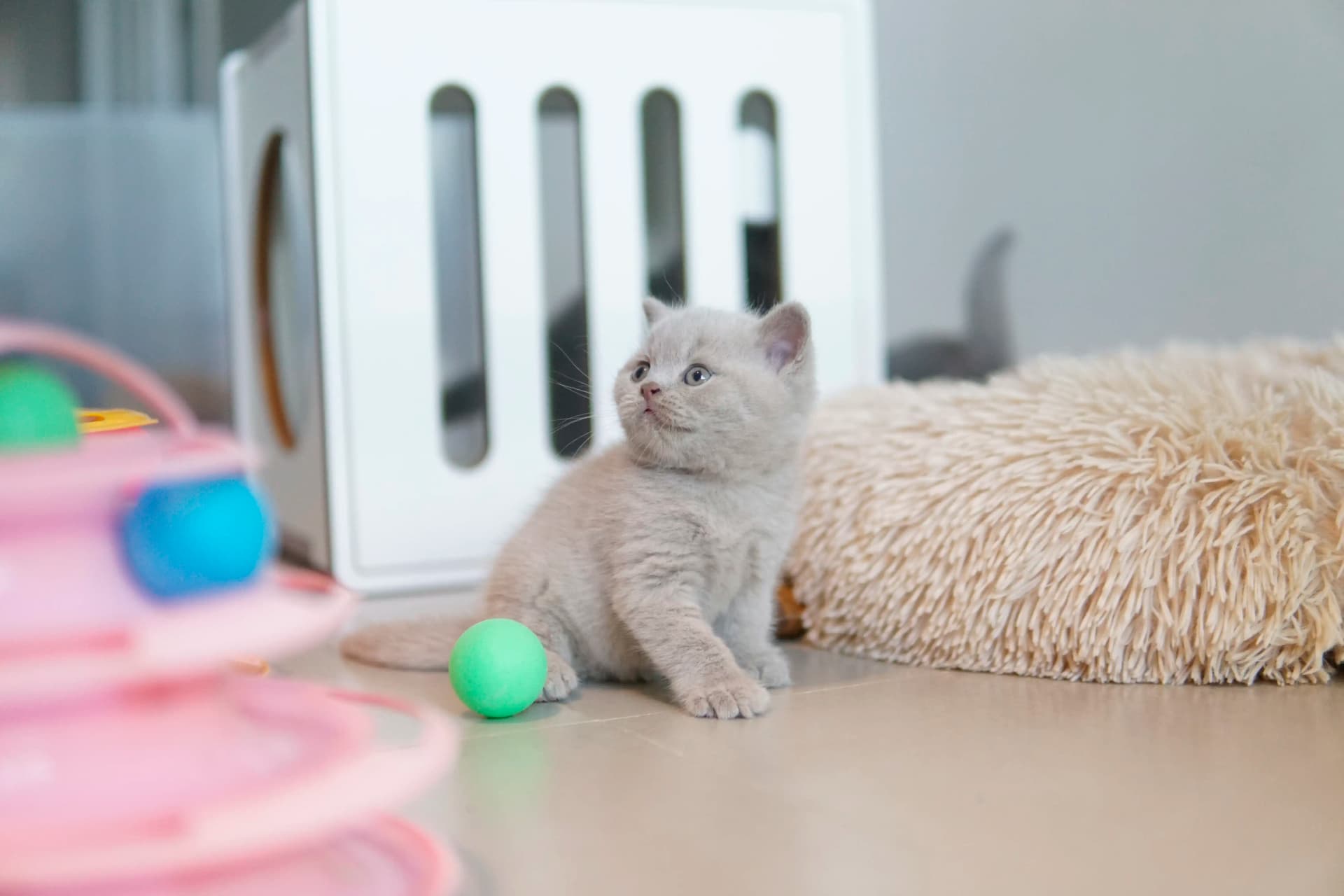 Kitten exploring the new blanket