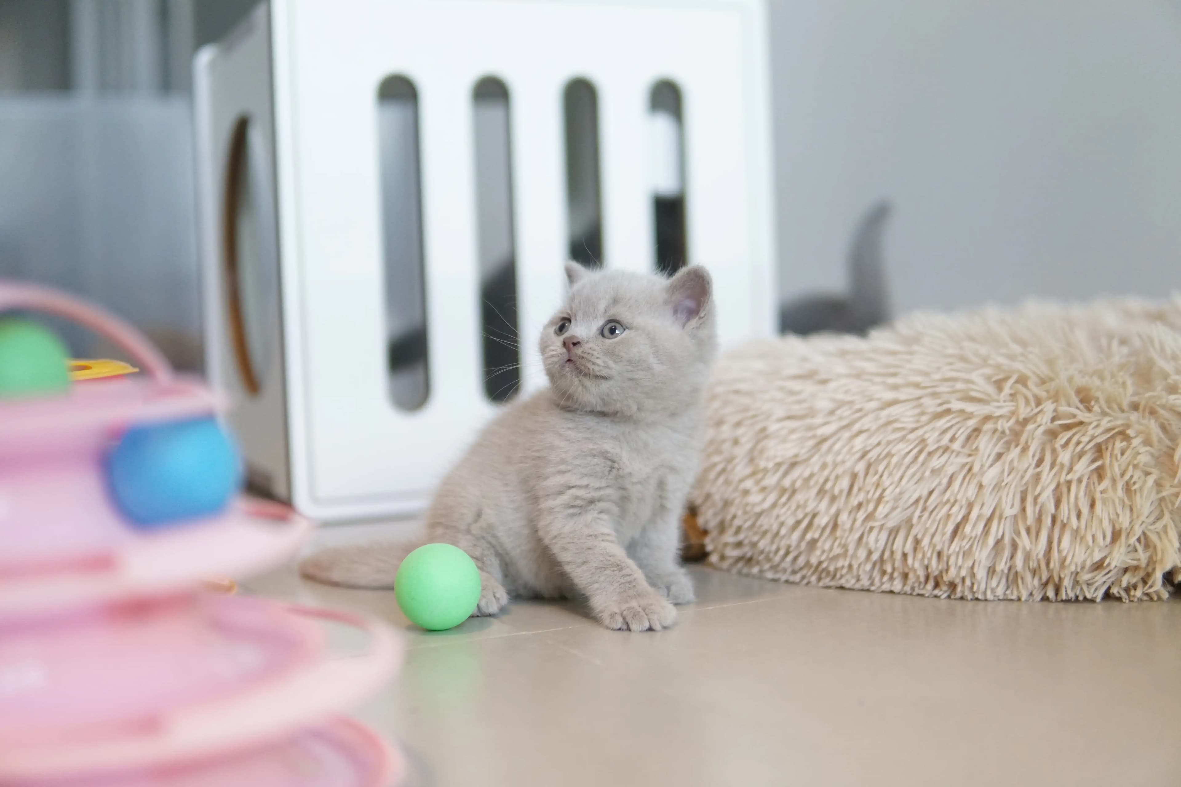 Kitten exploring the new blanket