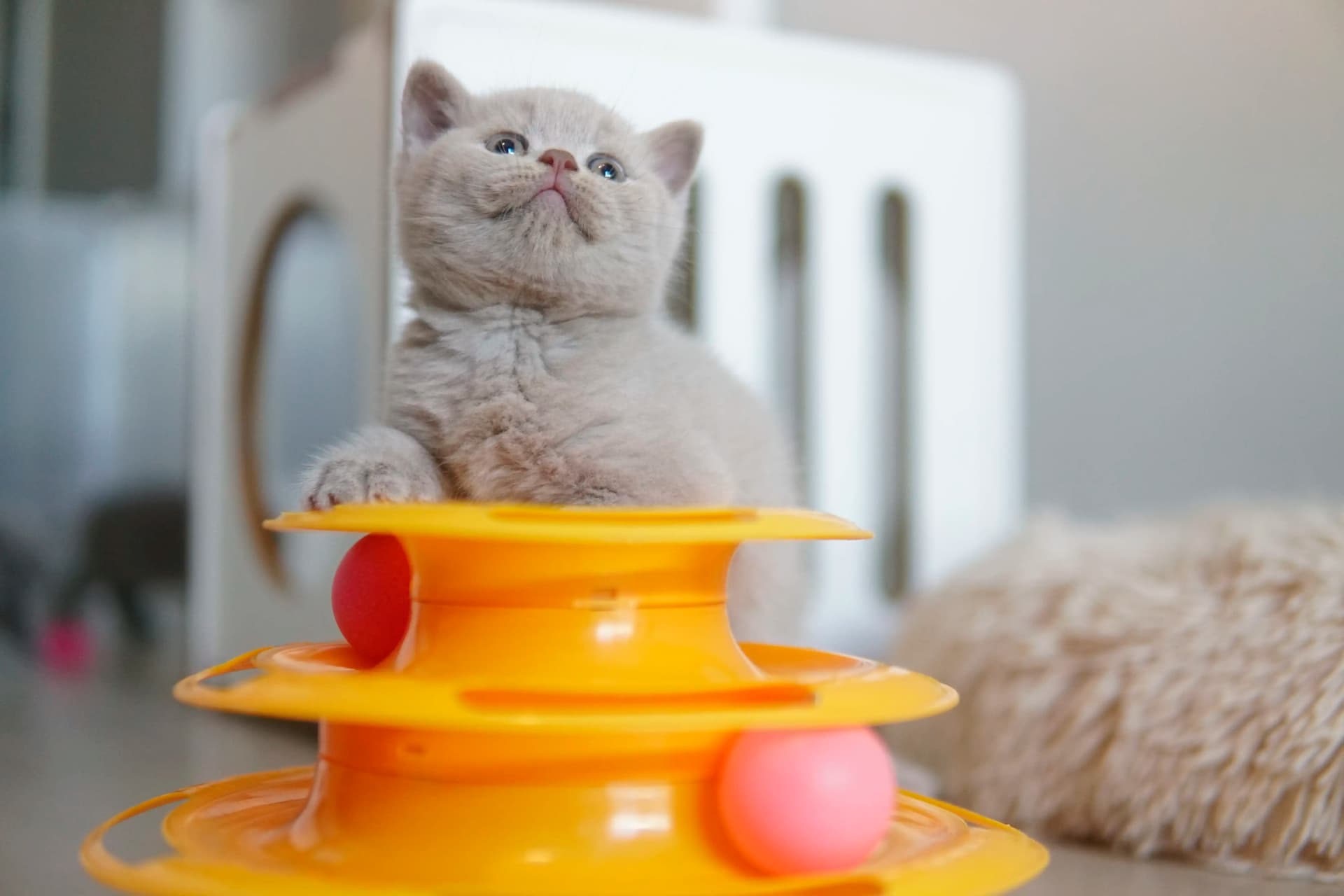 Kitten fascinated by the orange toy