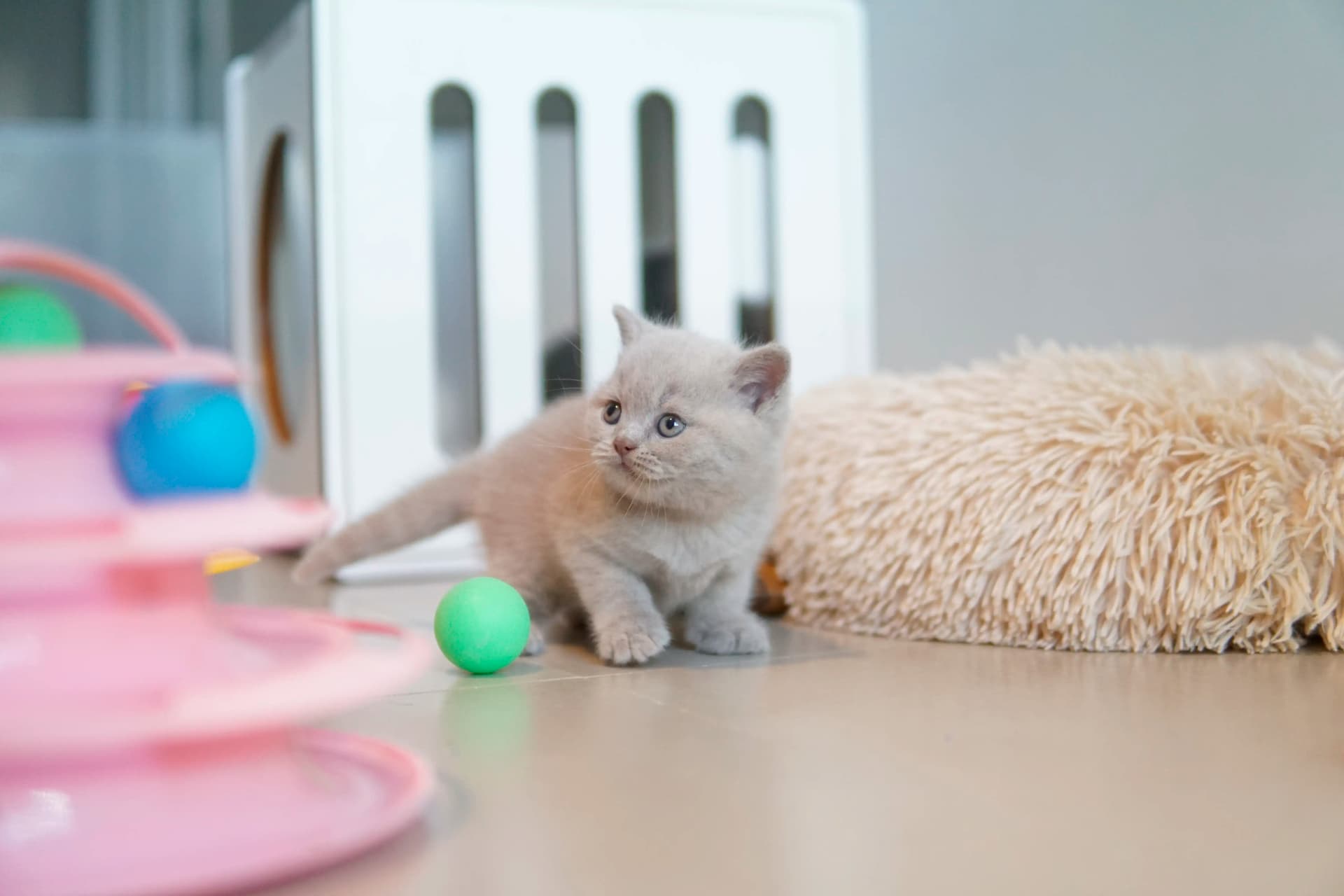Kitten relaxing peacefully