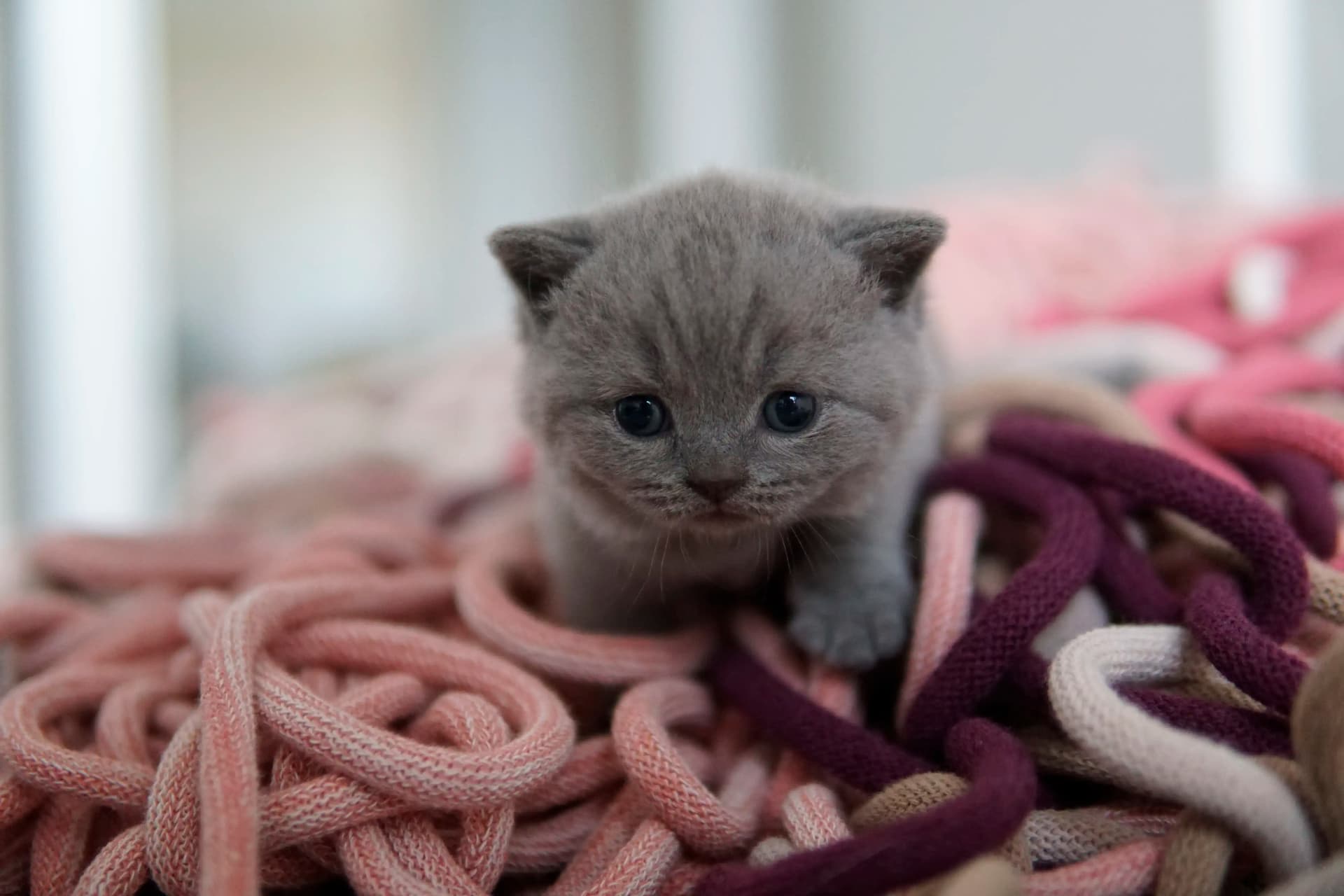 Kitten hiding among the blankets