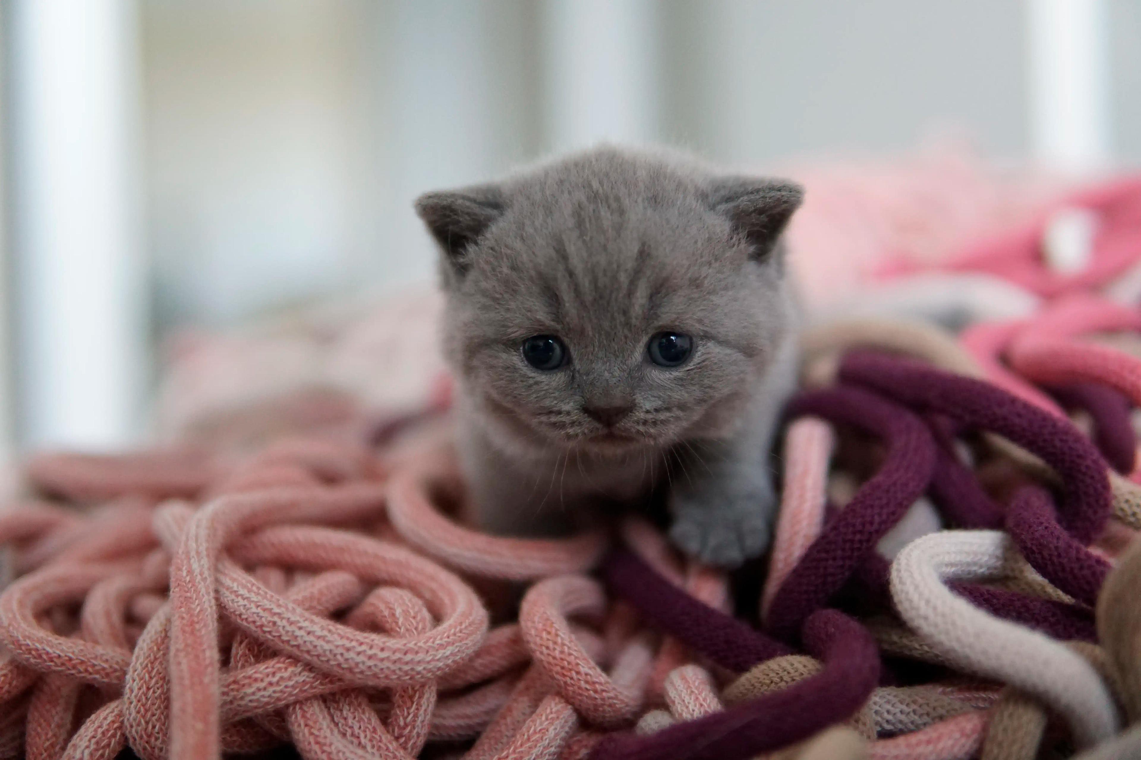 Kitten hiding among the blankets