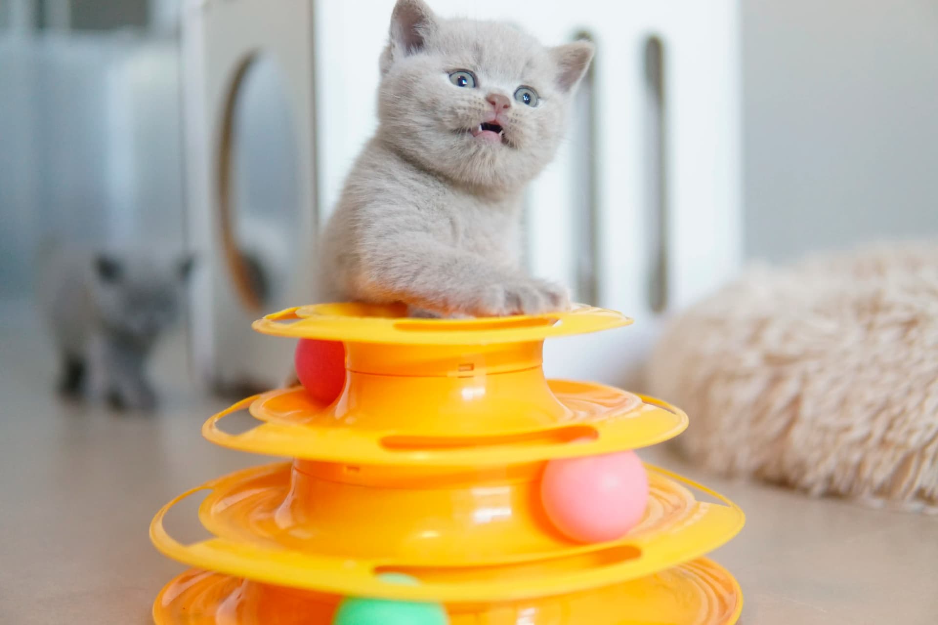 Kitten investigating every detail