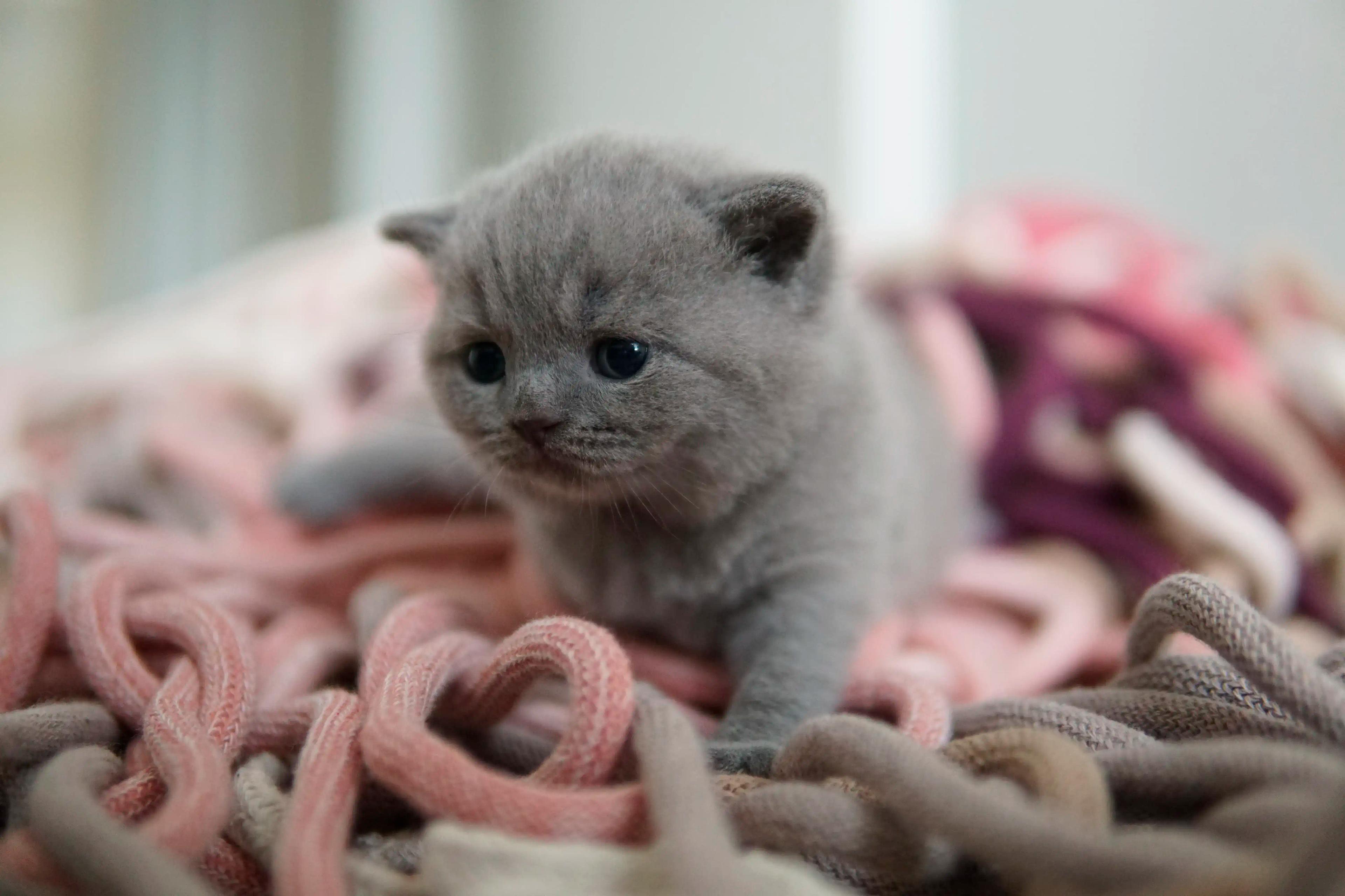 Kitten napping after playtime