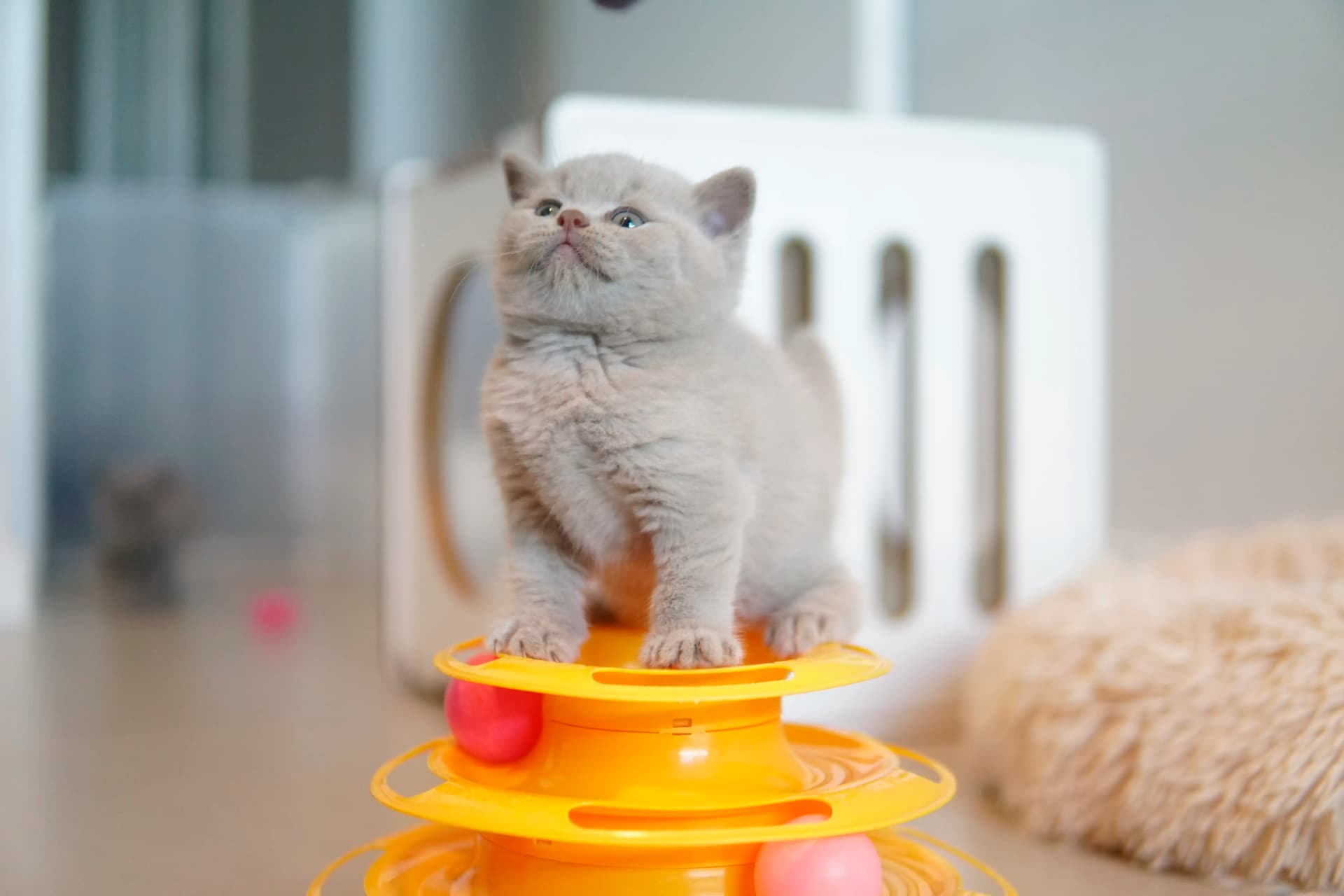 Kitten in a cute pose by the scratching post