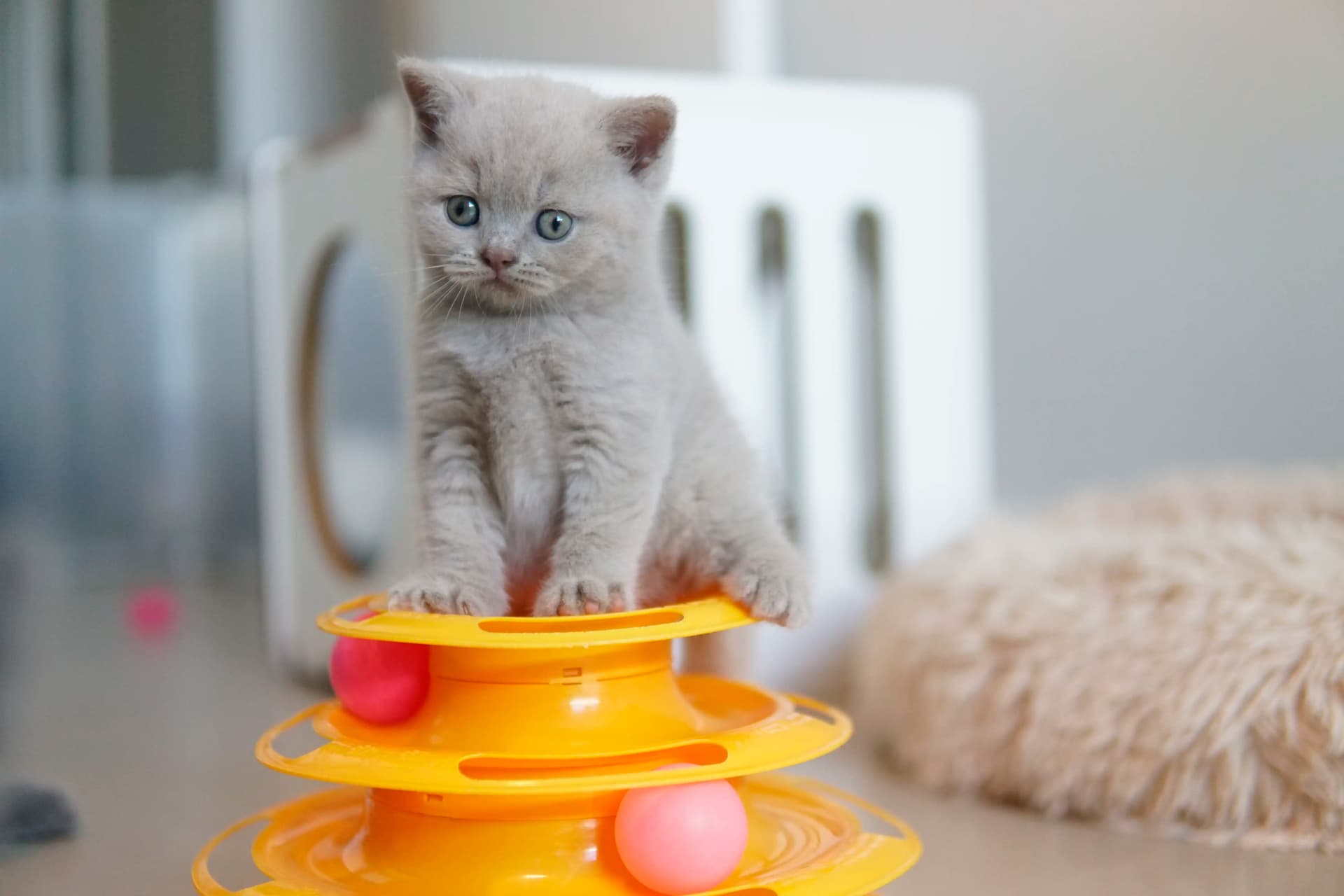 Kitten lying down with an attentive look