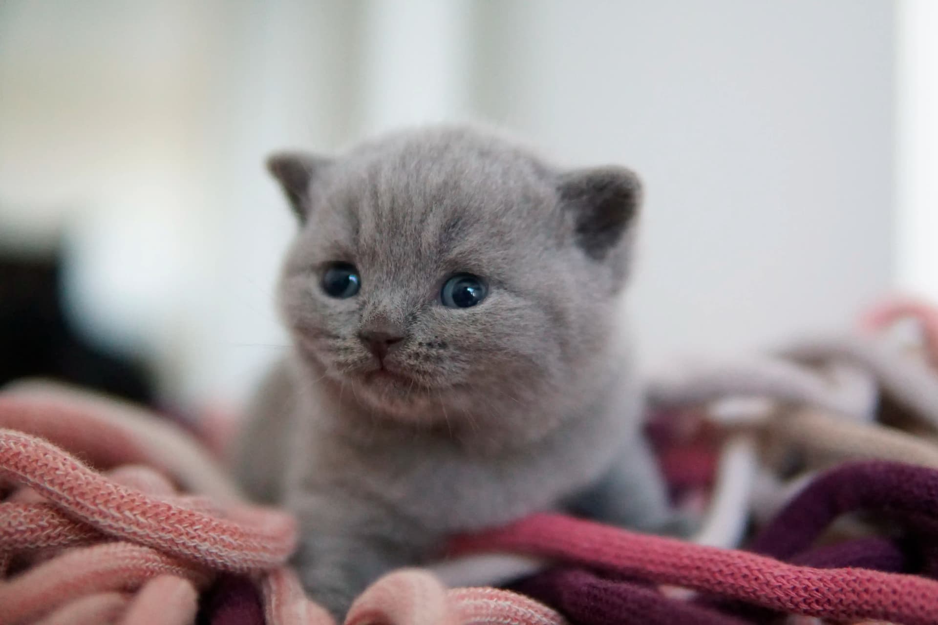 Kitten showing all the cuteness