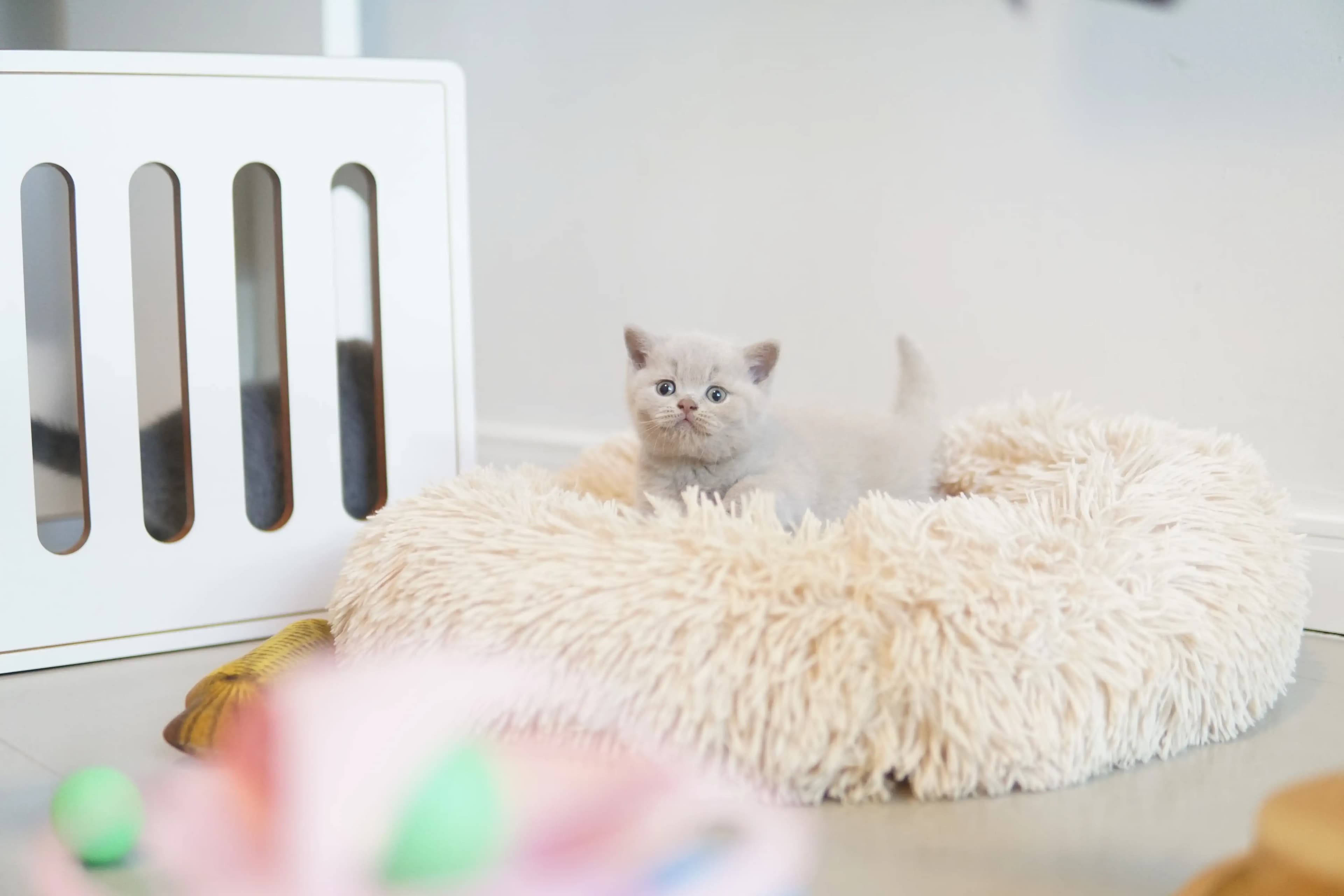 Kitten comfortably settled on the cushion
