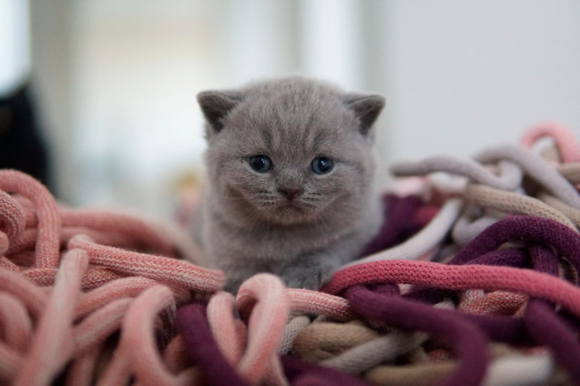 Kitten looking curiously at the toy