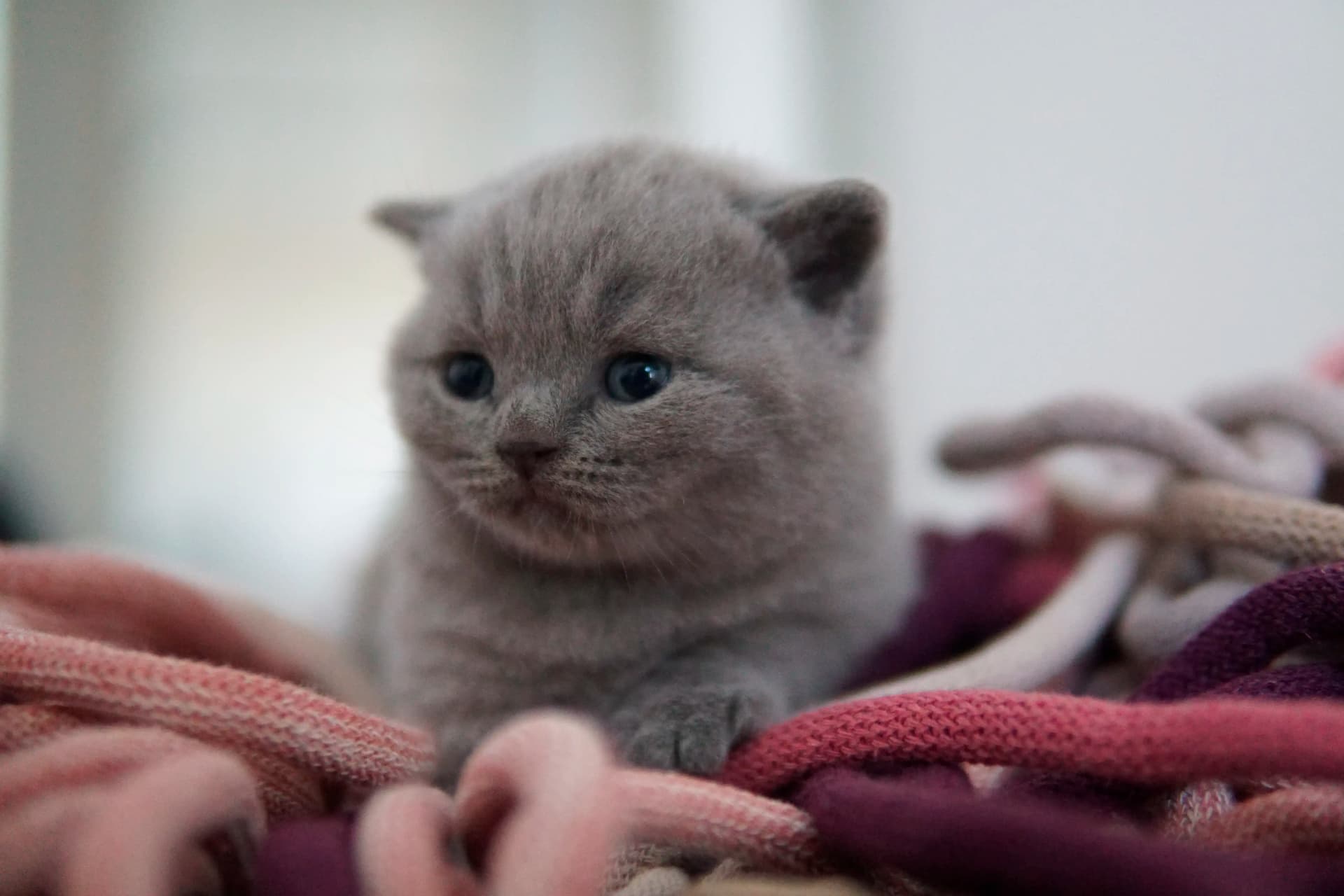 Kitten walking on the fluffy rug