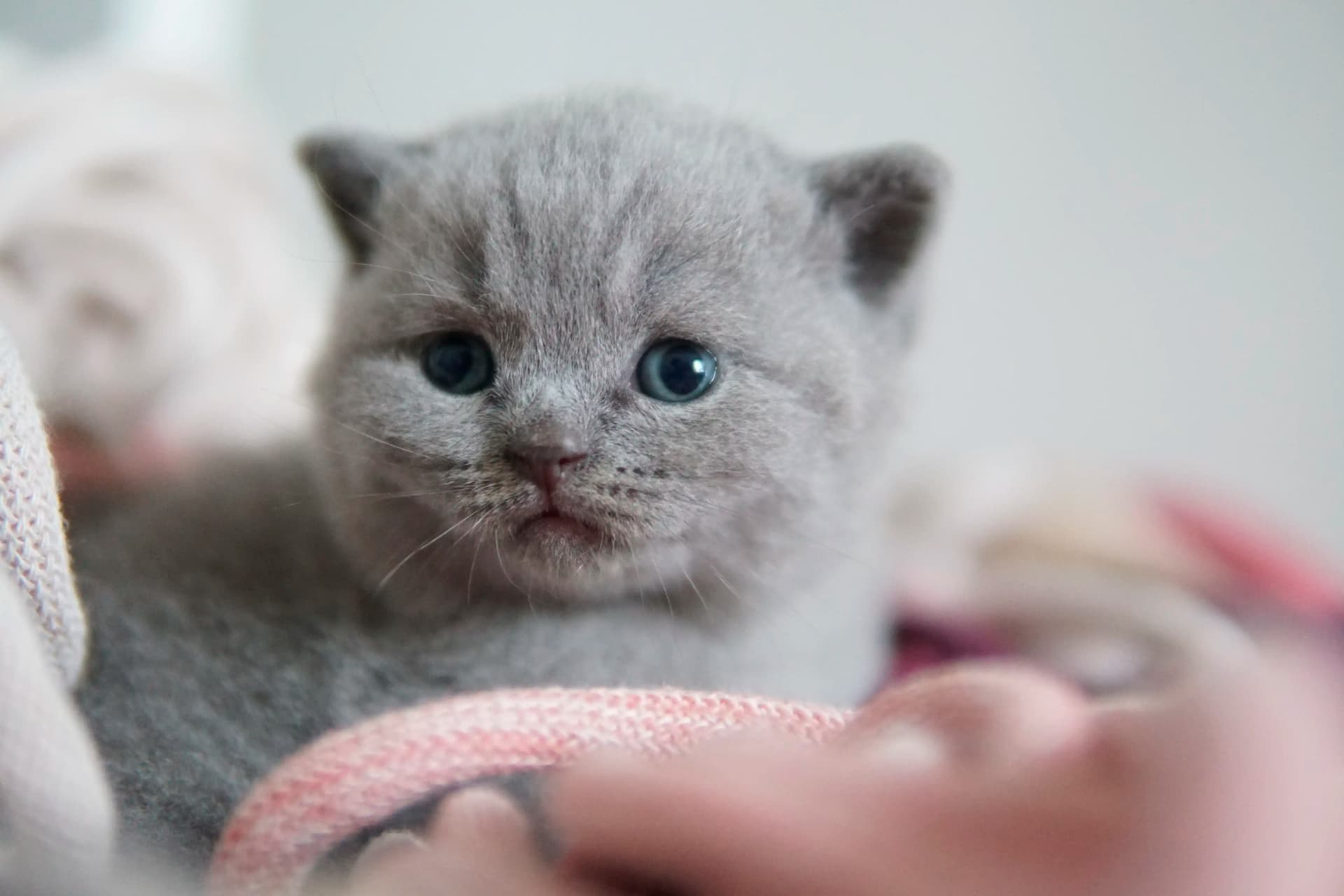 Kitten with a focused and curious gaze