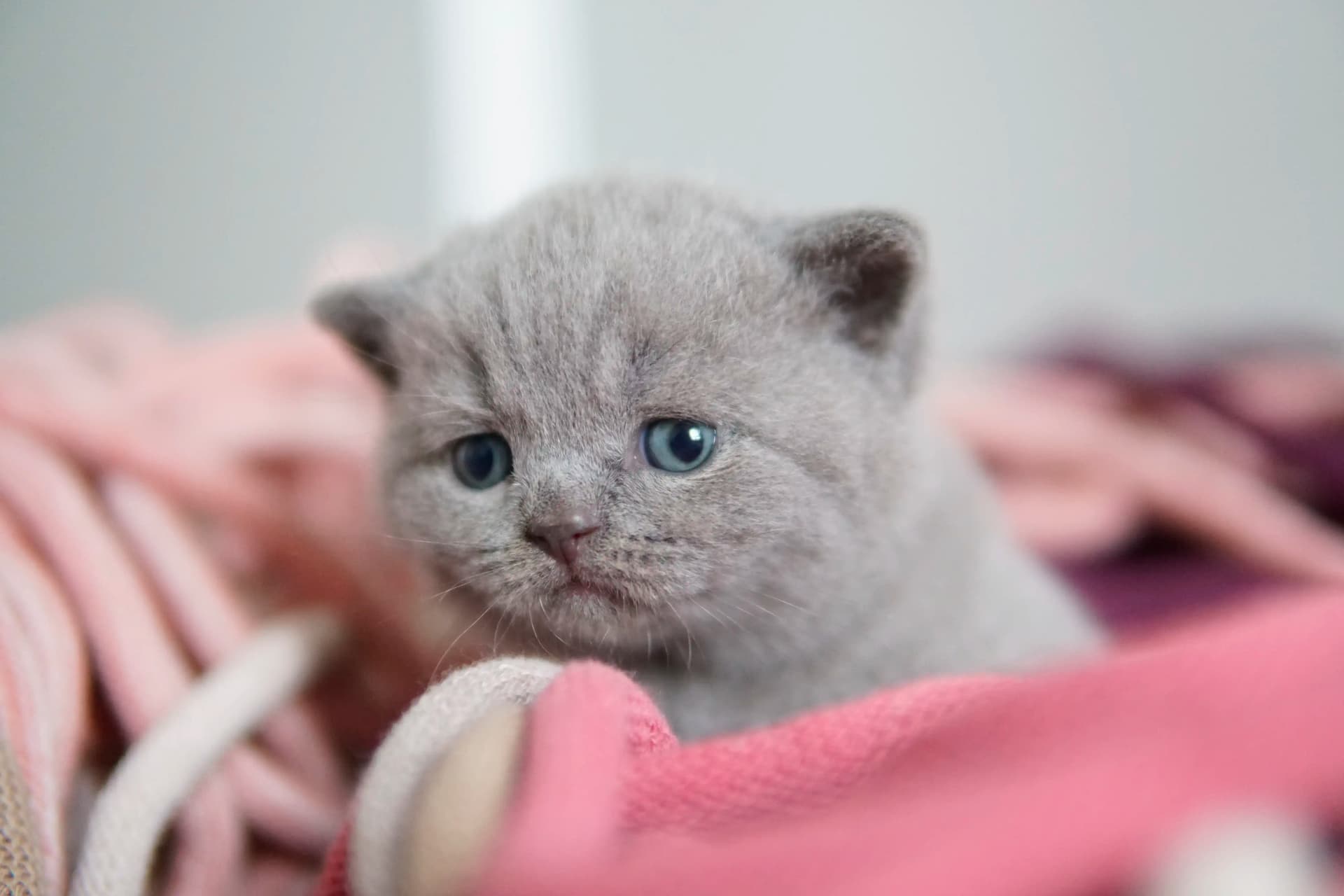 Kitten ready to play