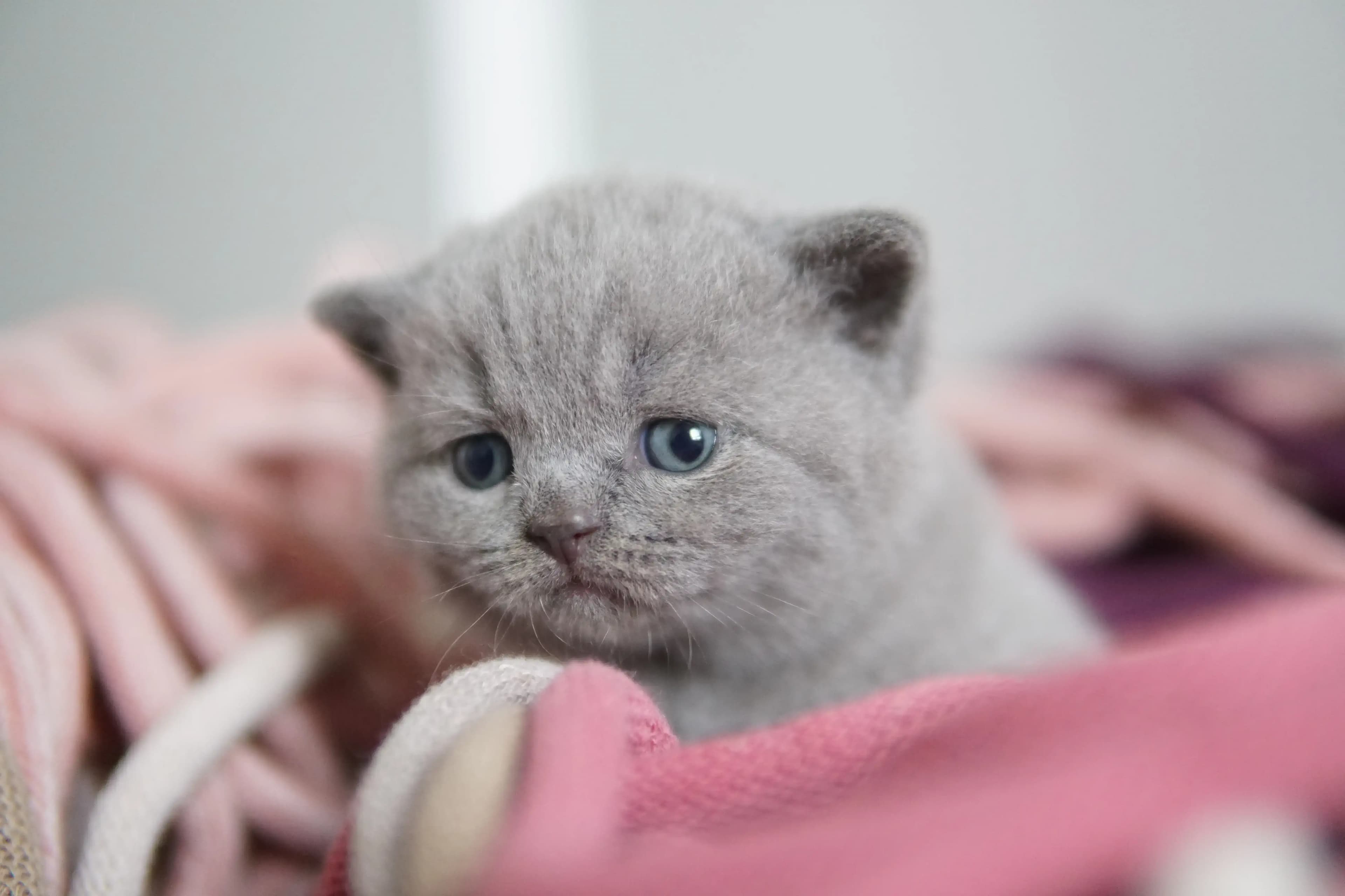 Kitten ready to play
