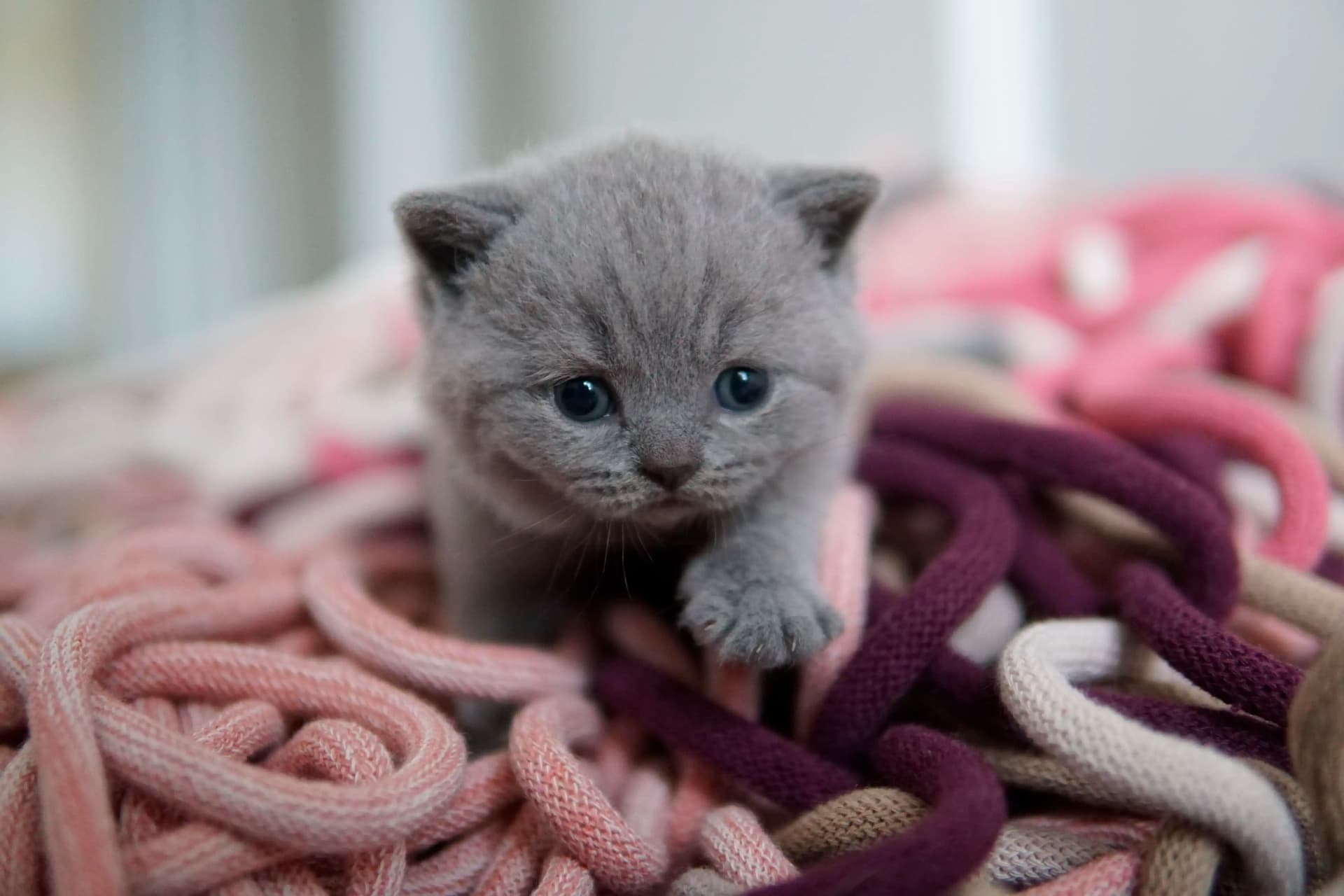 Kitten walking confidently through the space