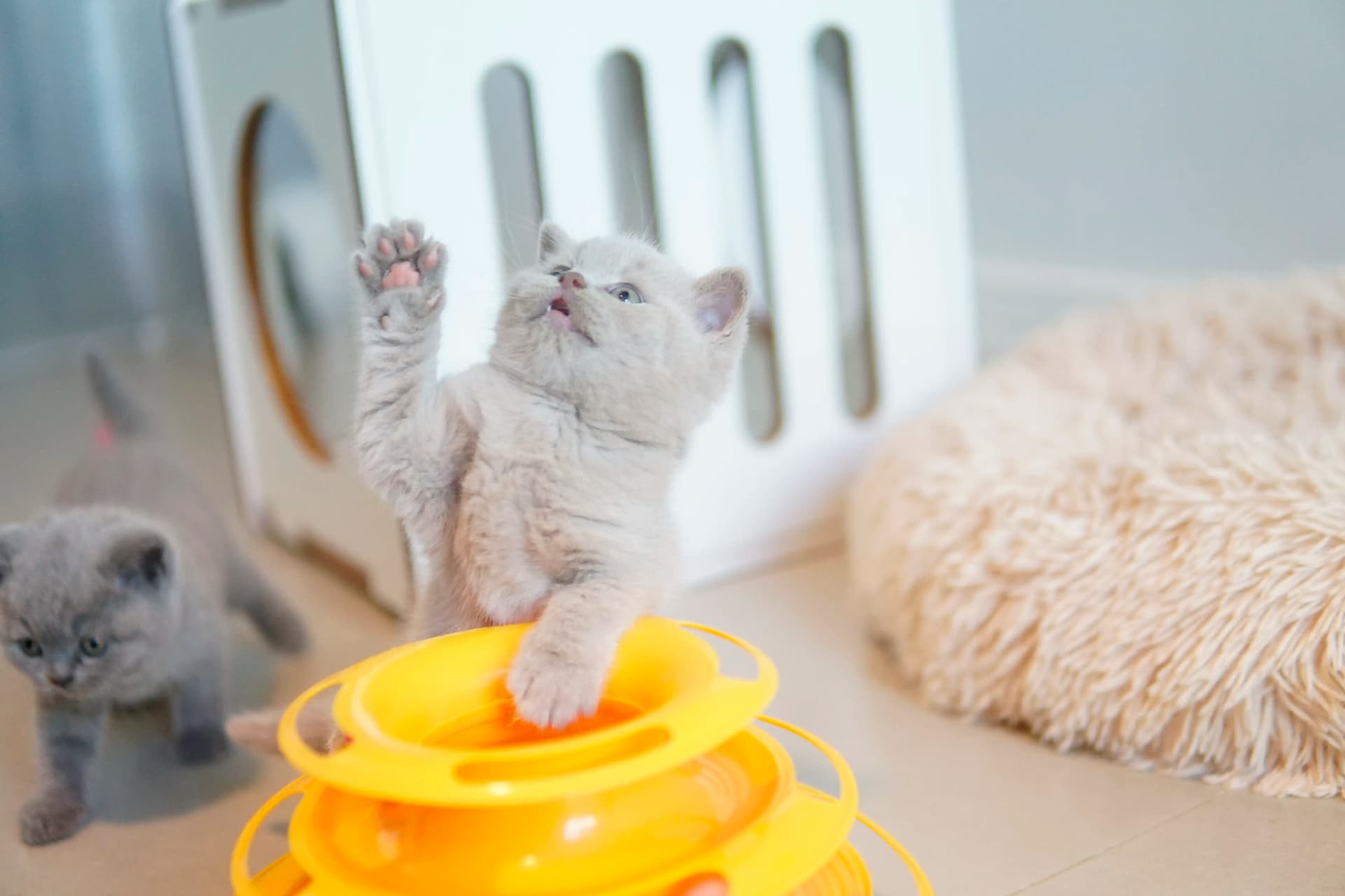 Kitten interacting with the scratching post