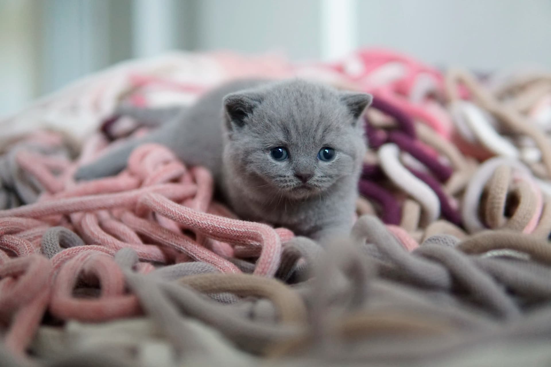 Kitten in another charming pose