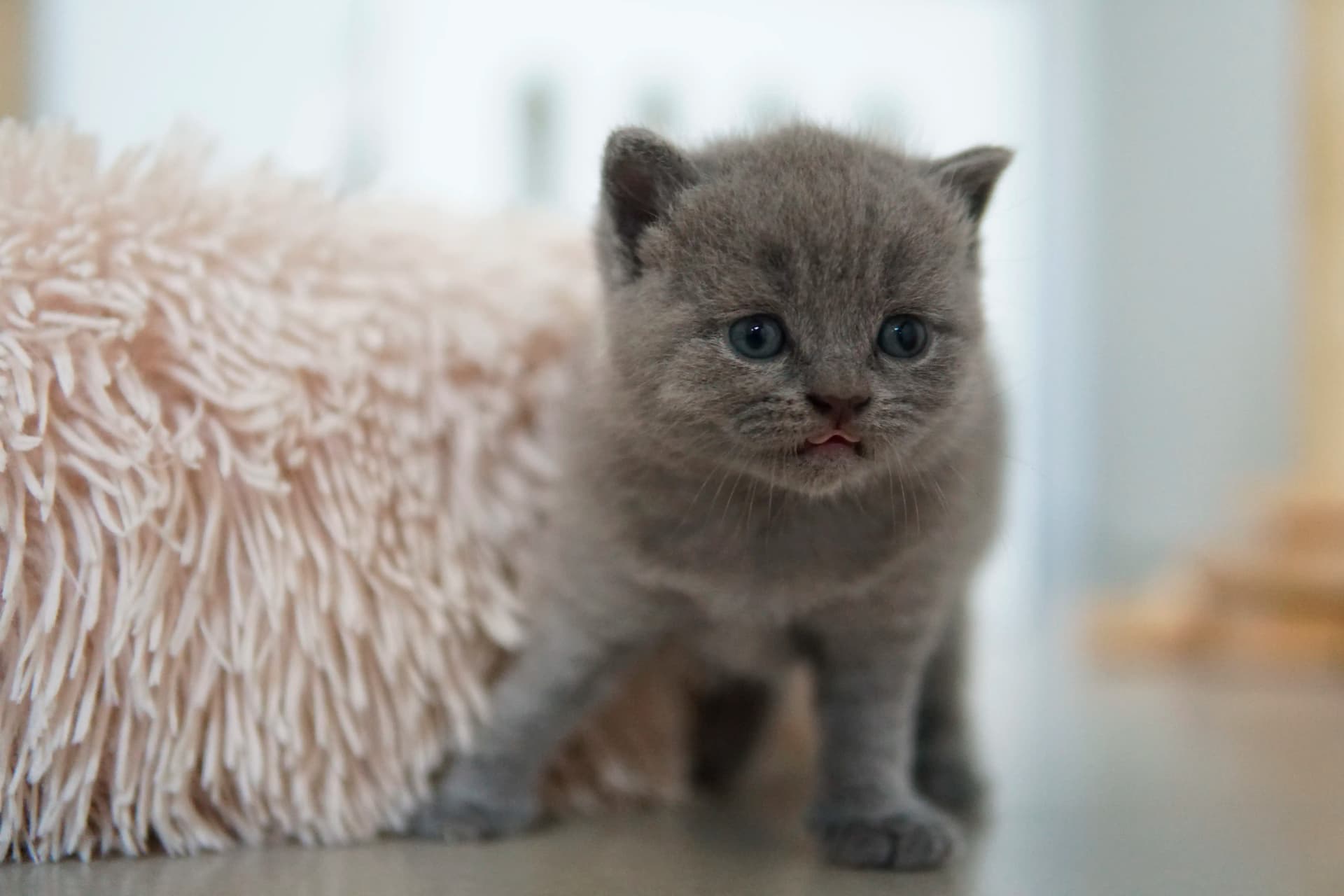 Kitten ready for another nap