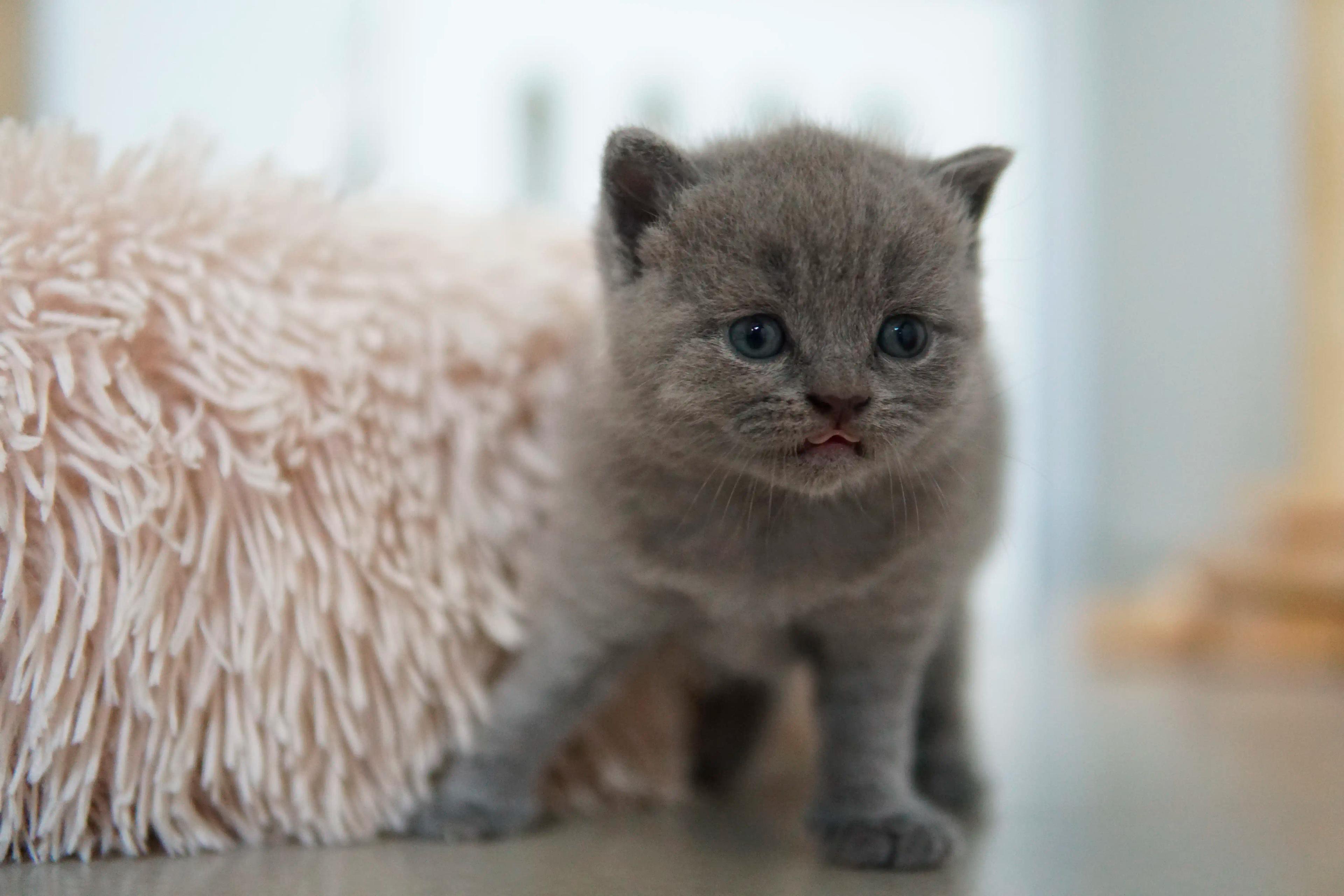 Kitten ready for another nap