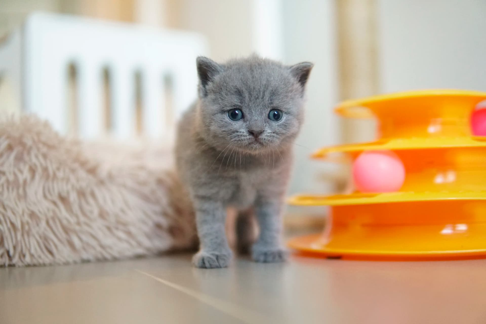Kitten observing serenely