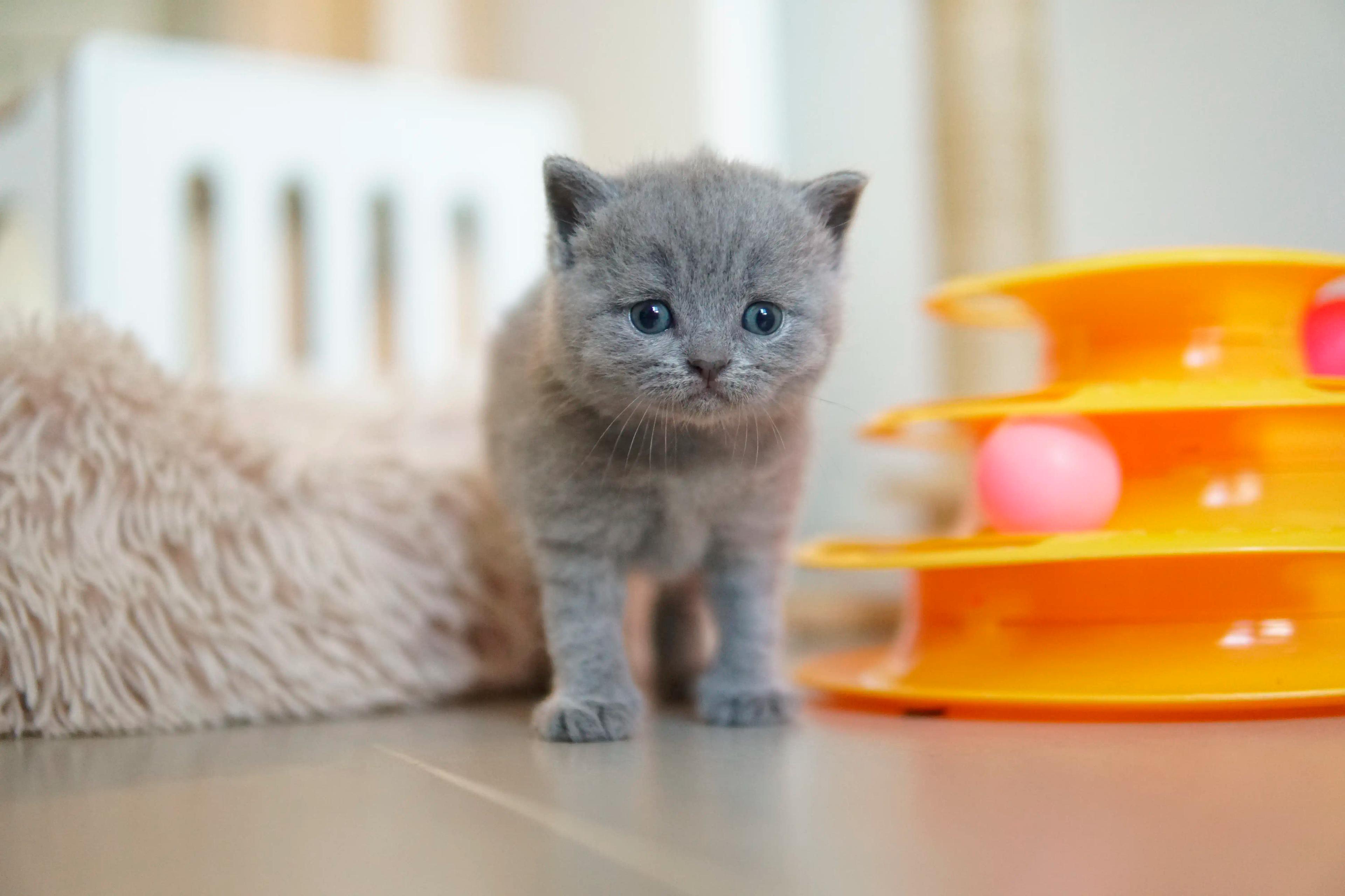 Kitten observing serenely