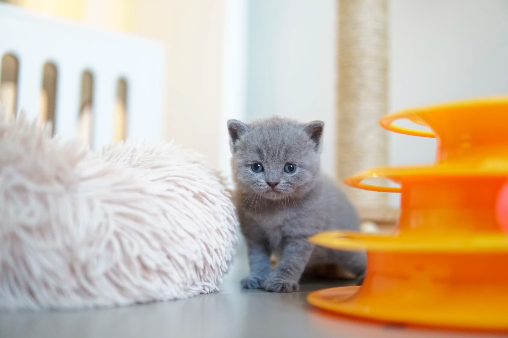 Kitten playing next to the orange toy