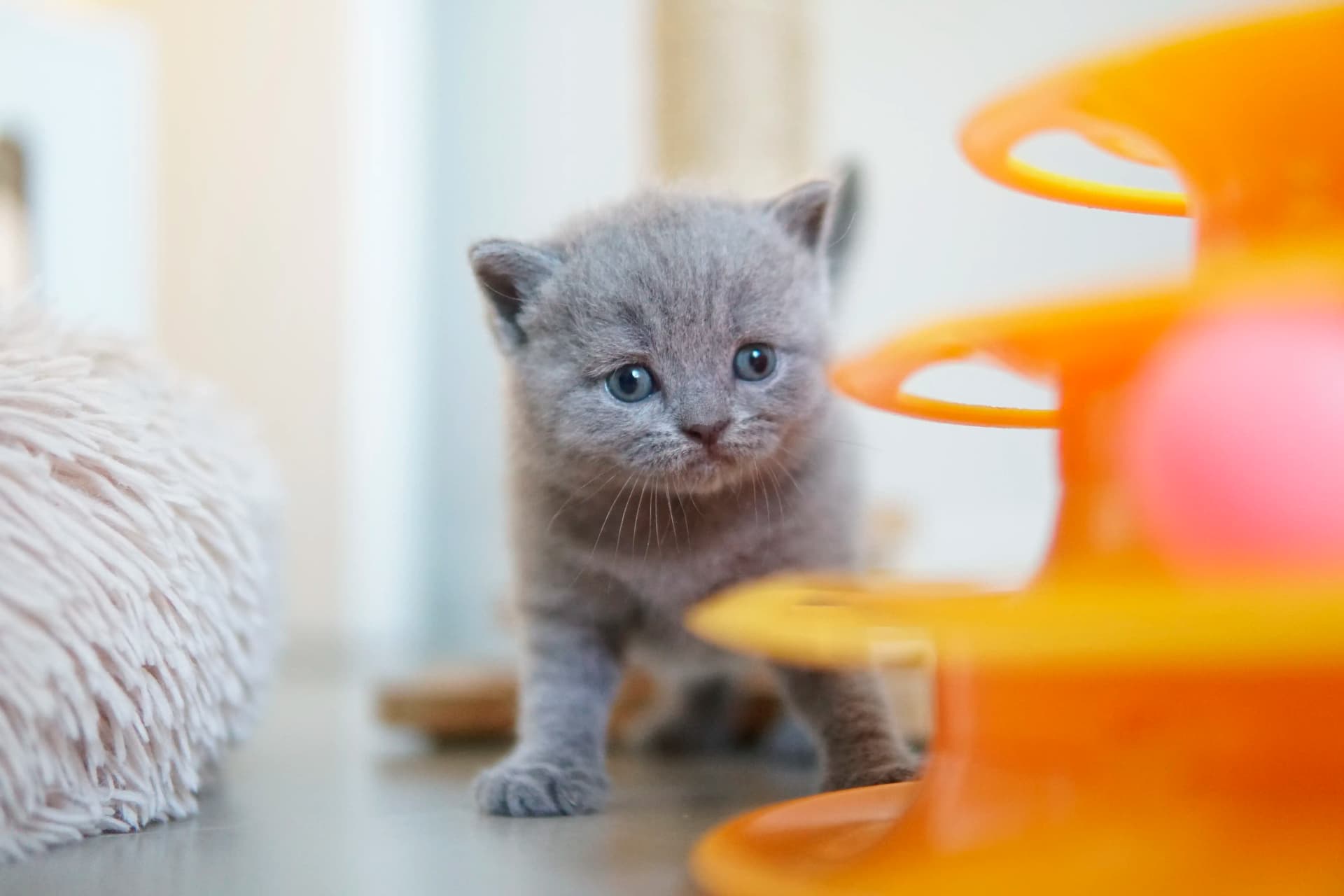 Kitten exploring the orange toy with curiosity