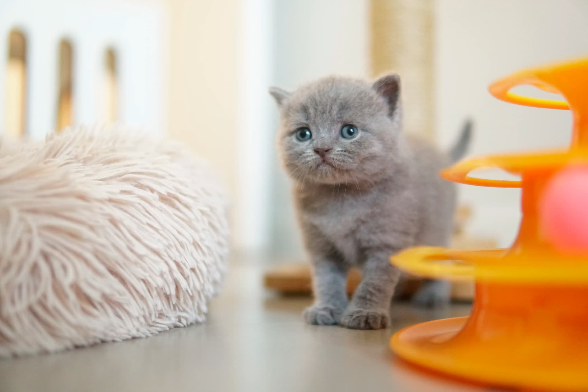 Kitten lying comfortably on the cushion