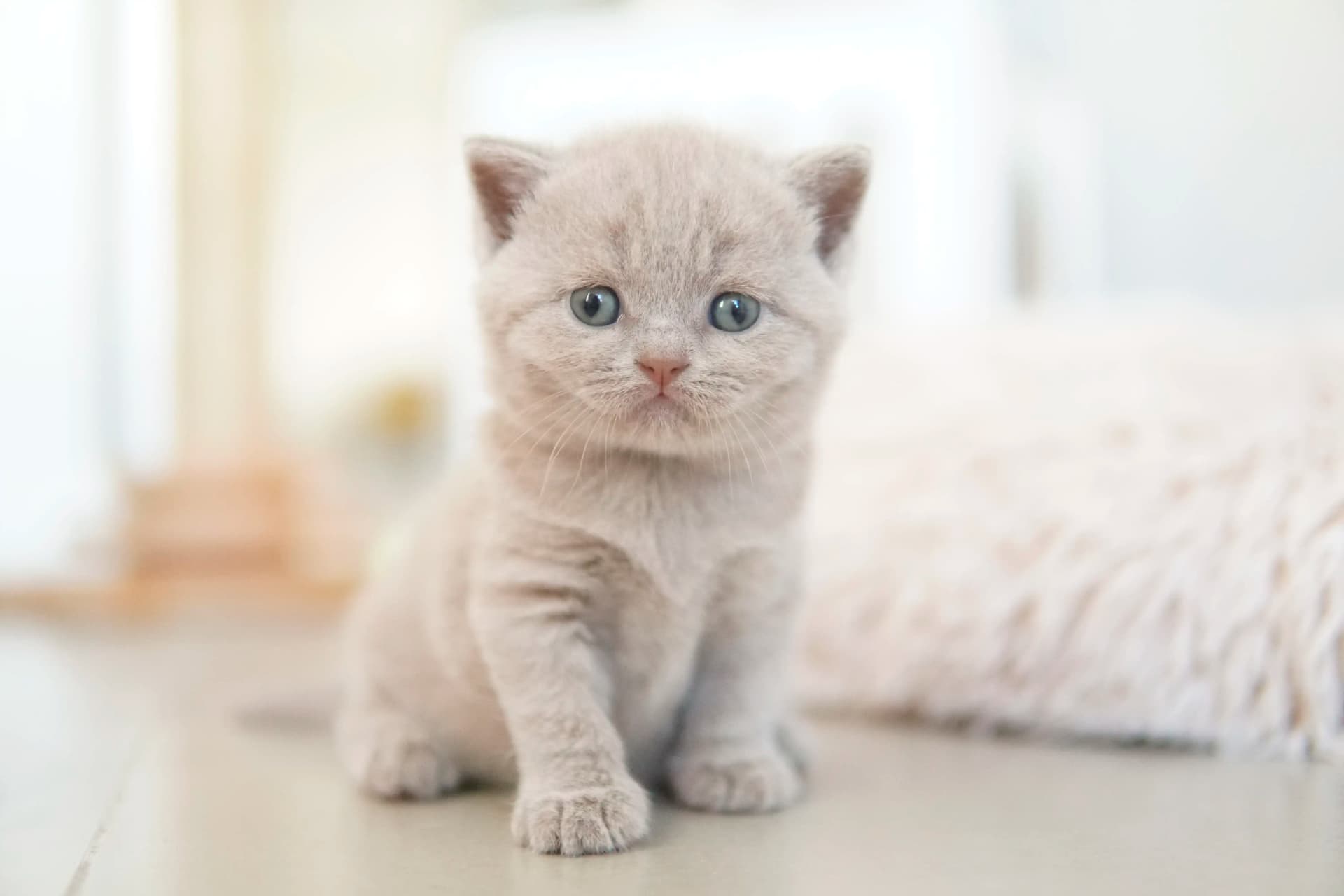Kitten investigating the environment attentively