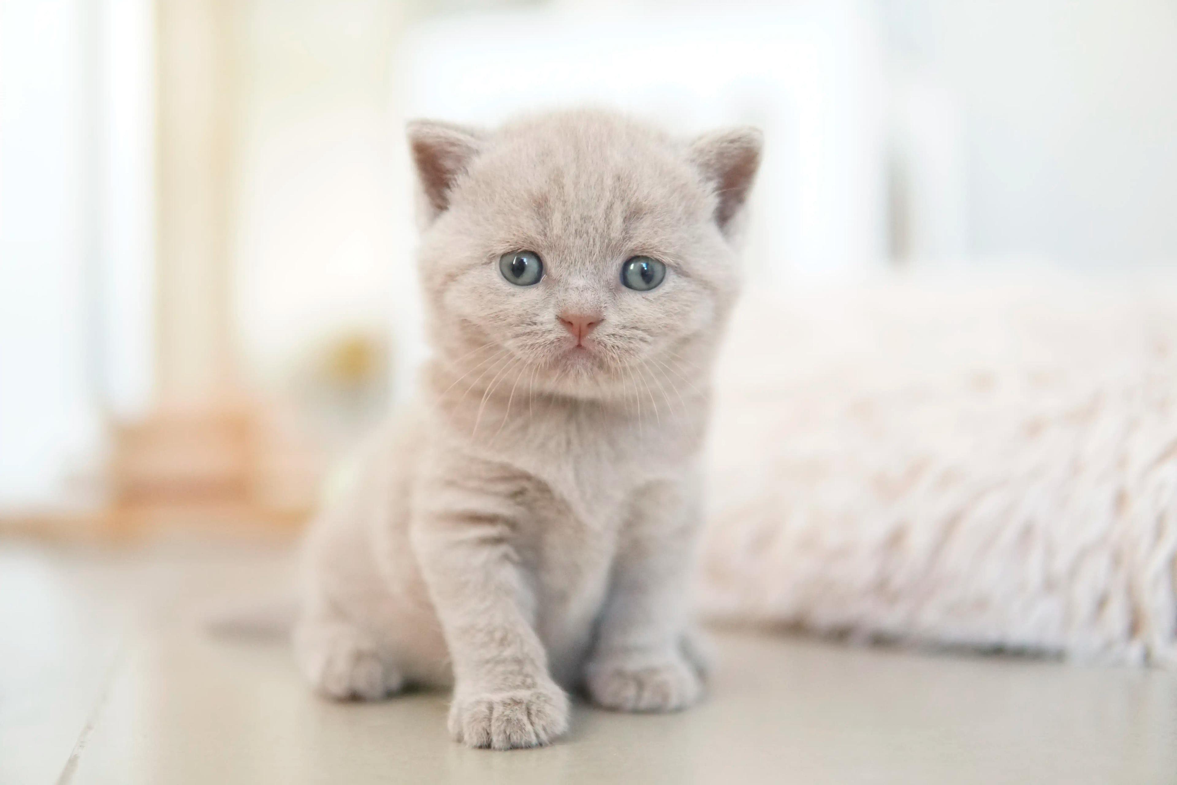 Kitten investigating the environment attentively