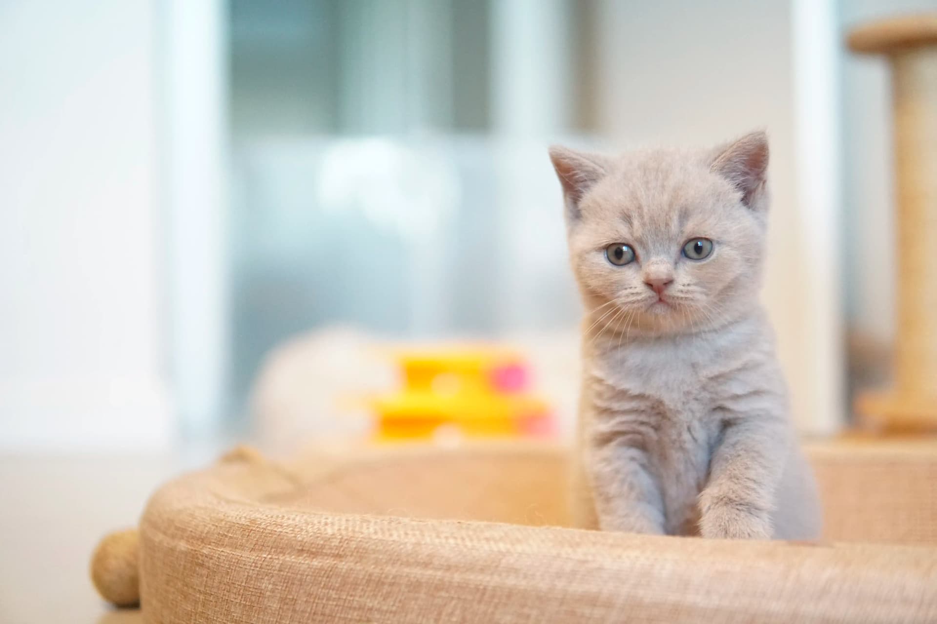 Kitten playing near the scratching post