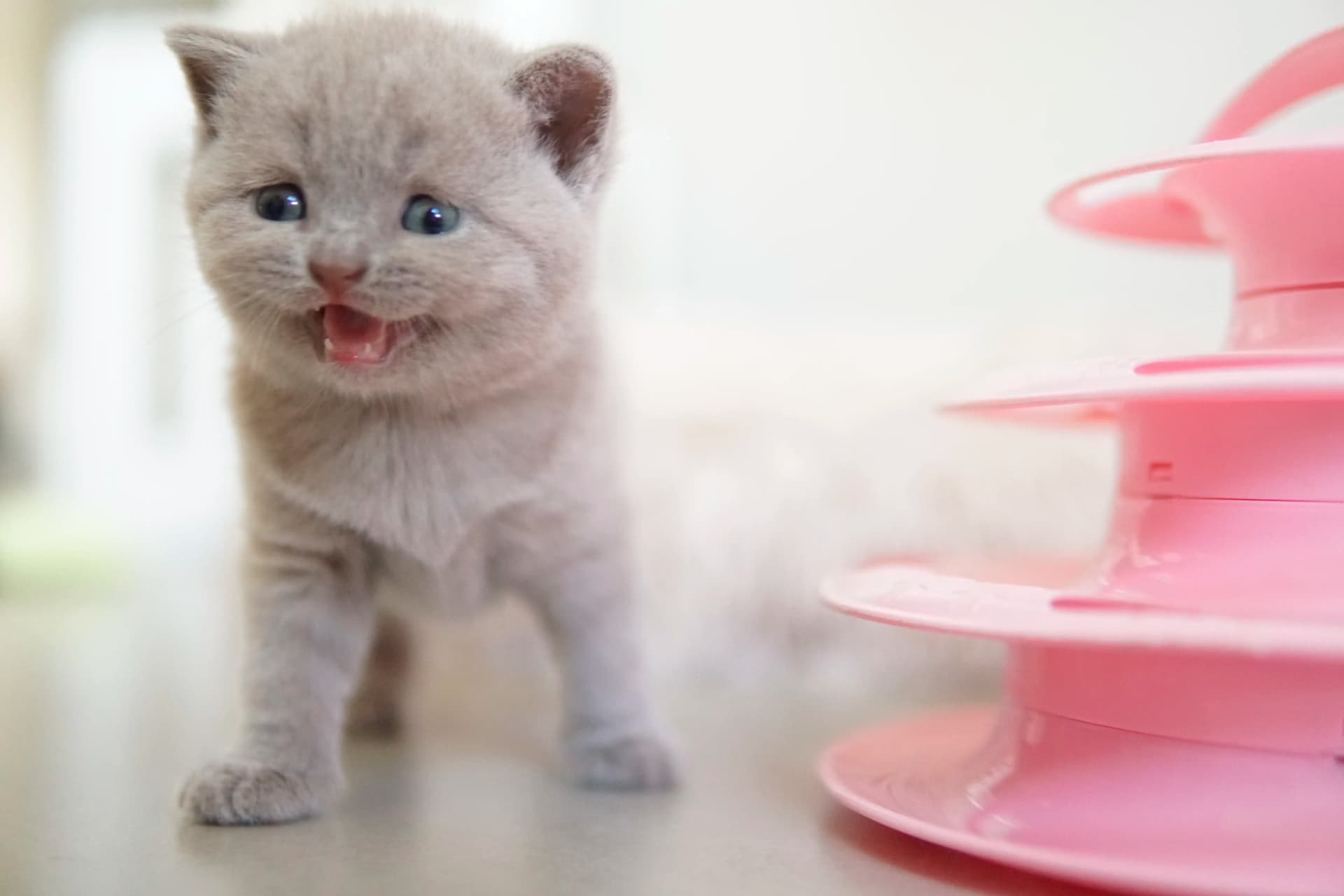 Kitten watching from inside the toy