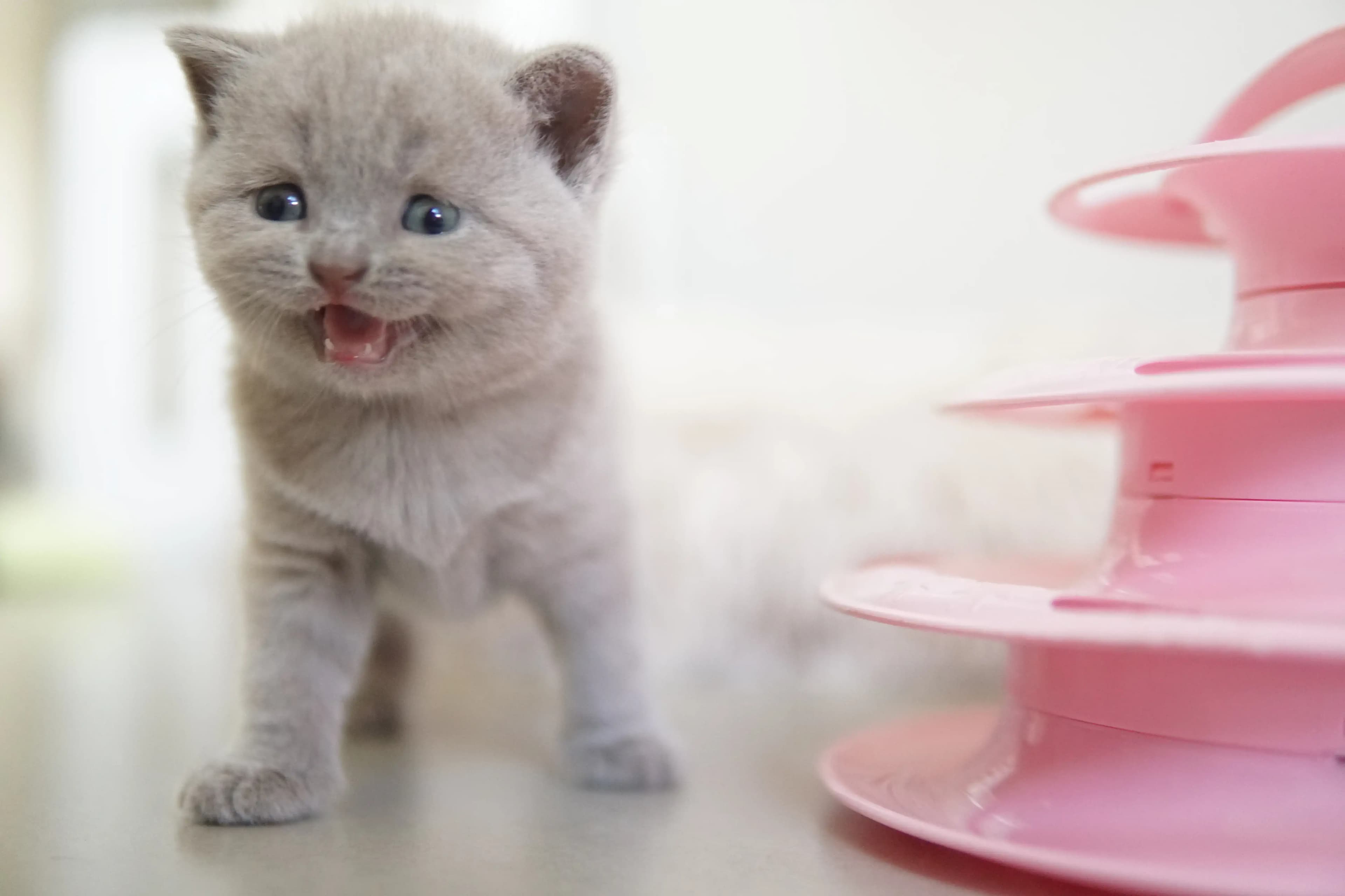 Kitten watching from inside the toy