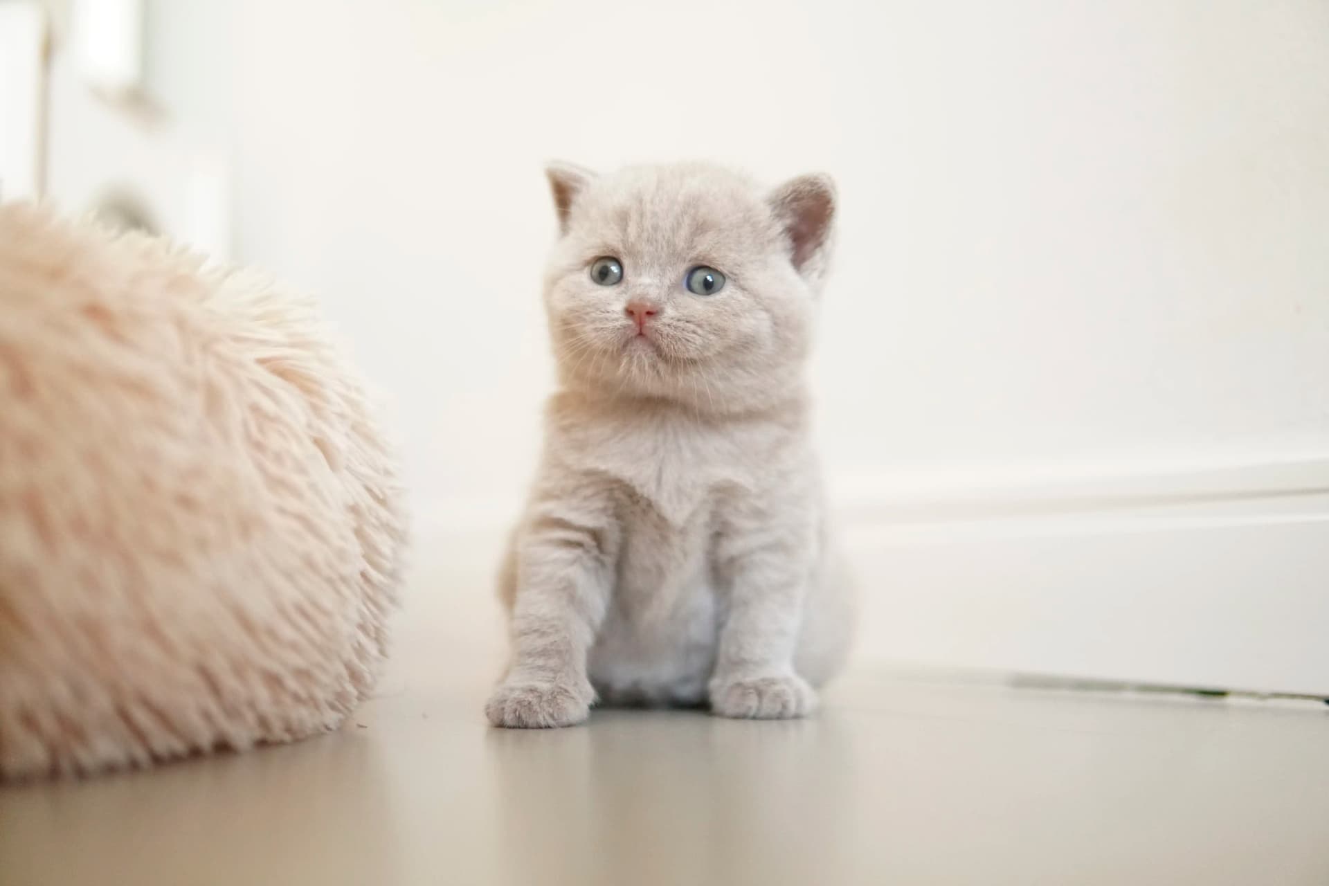 Kitten near the fluffy cushion