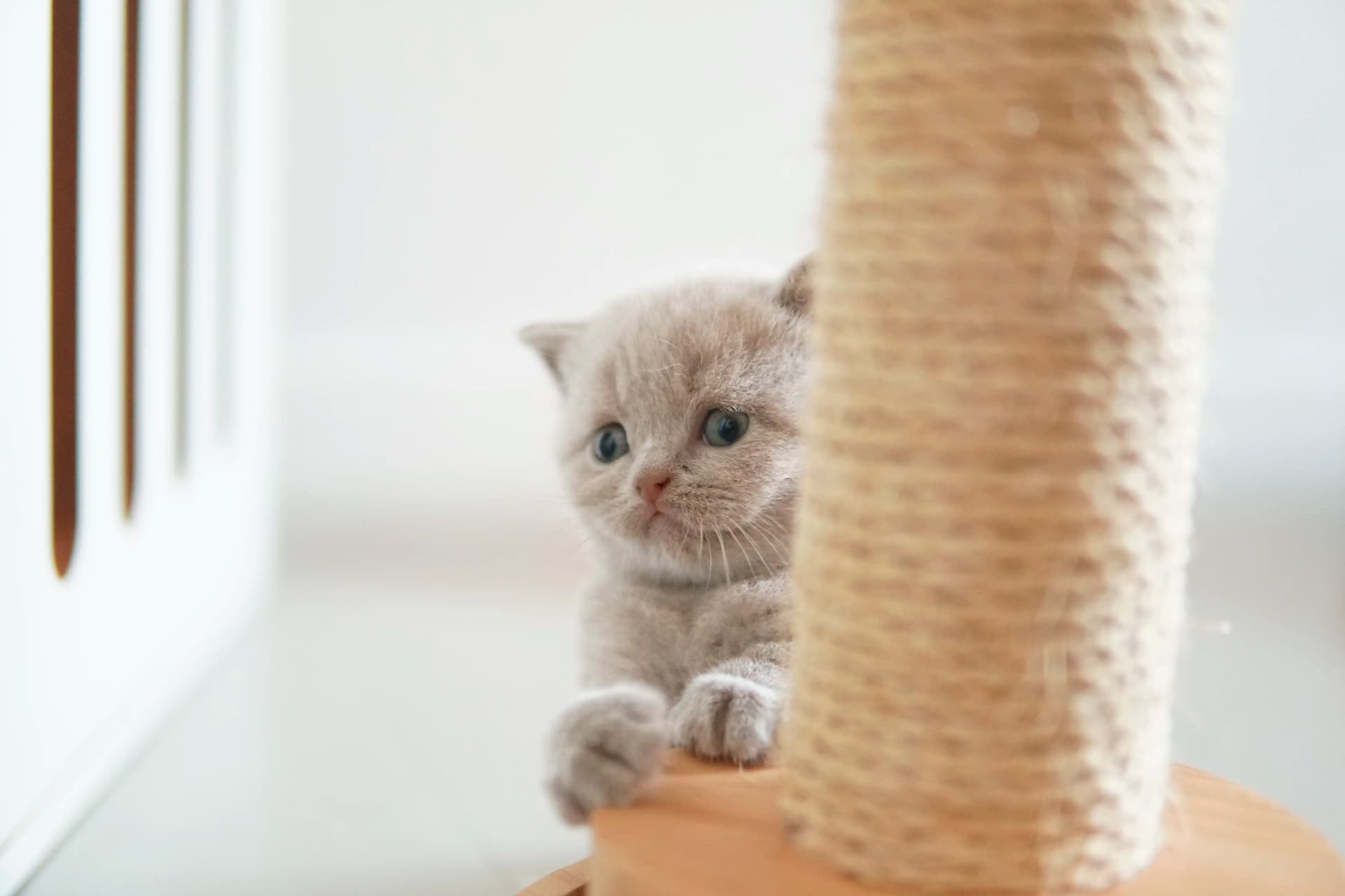 Kitten in a classic pose by the scratching post