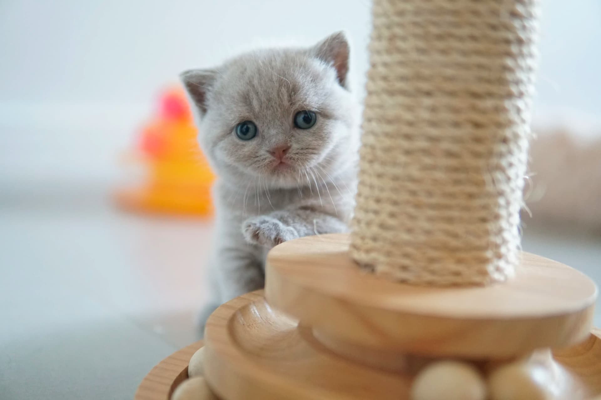 Kitten showing all the cuteness