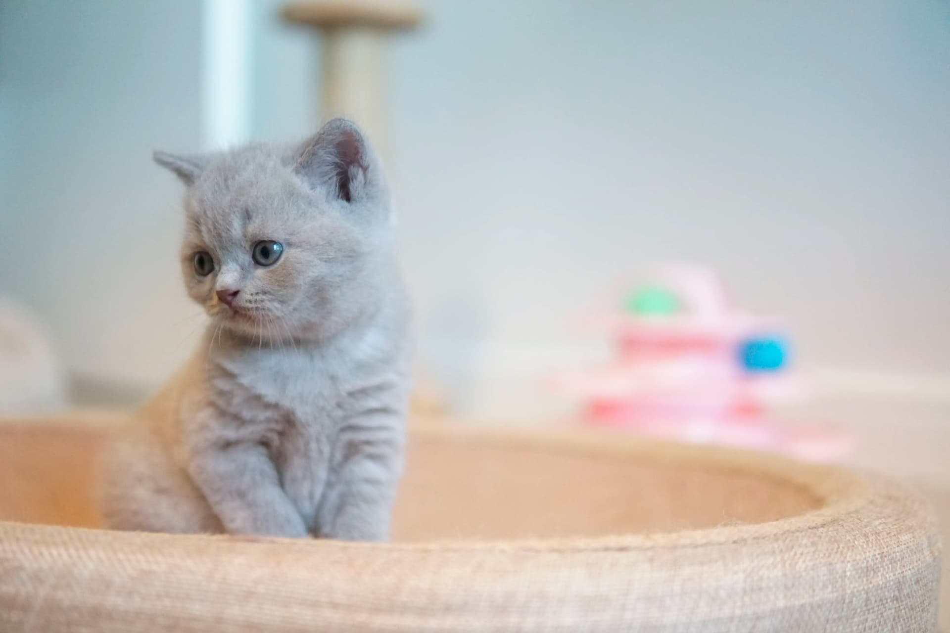 Kitten relaxing in the favorite corner