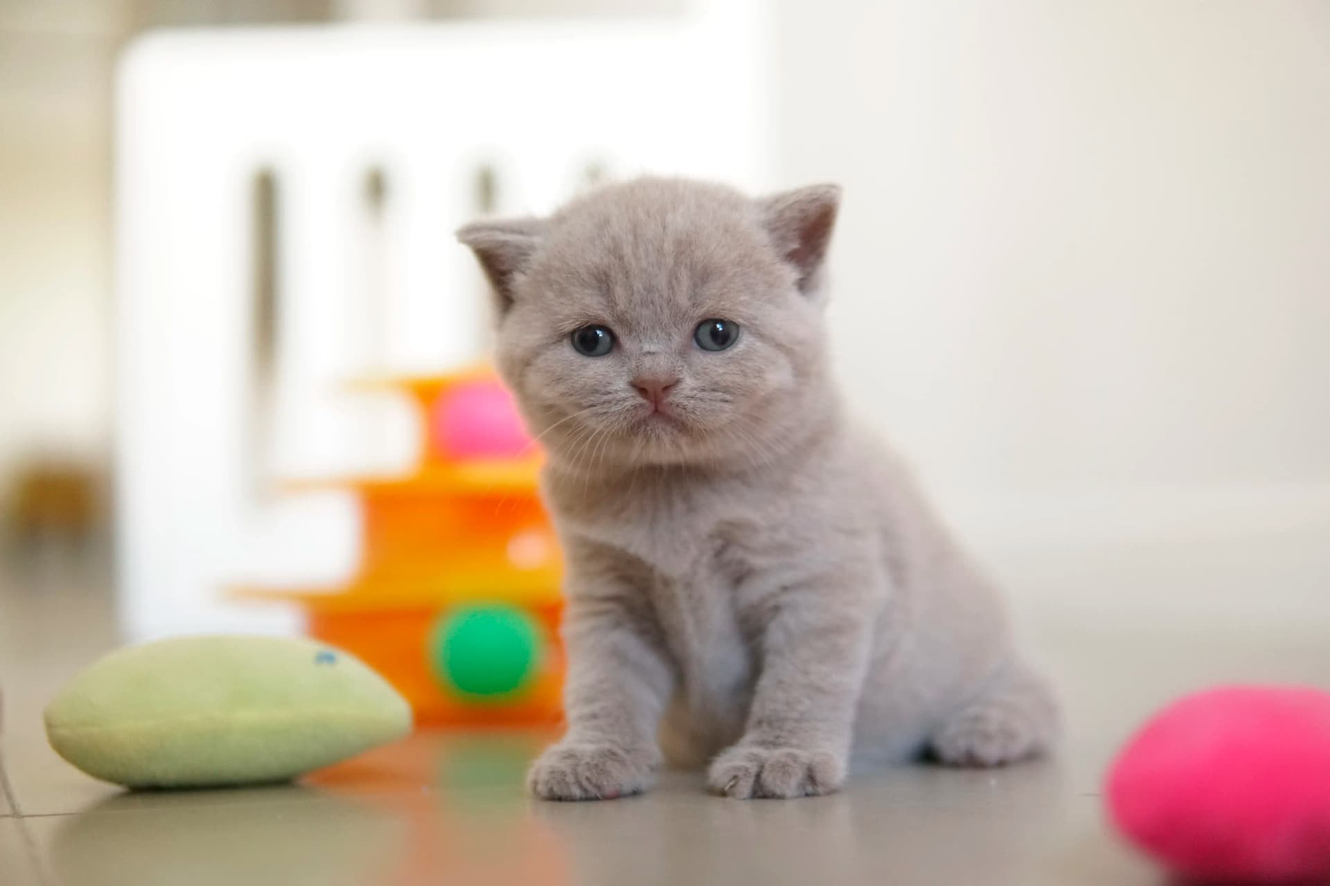 Kitten focused on the colorful toy
