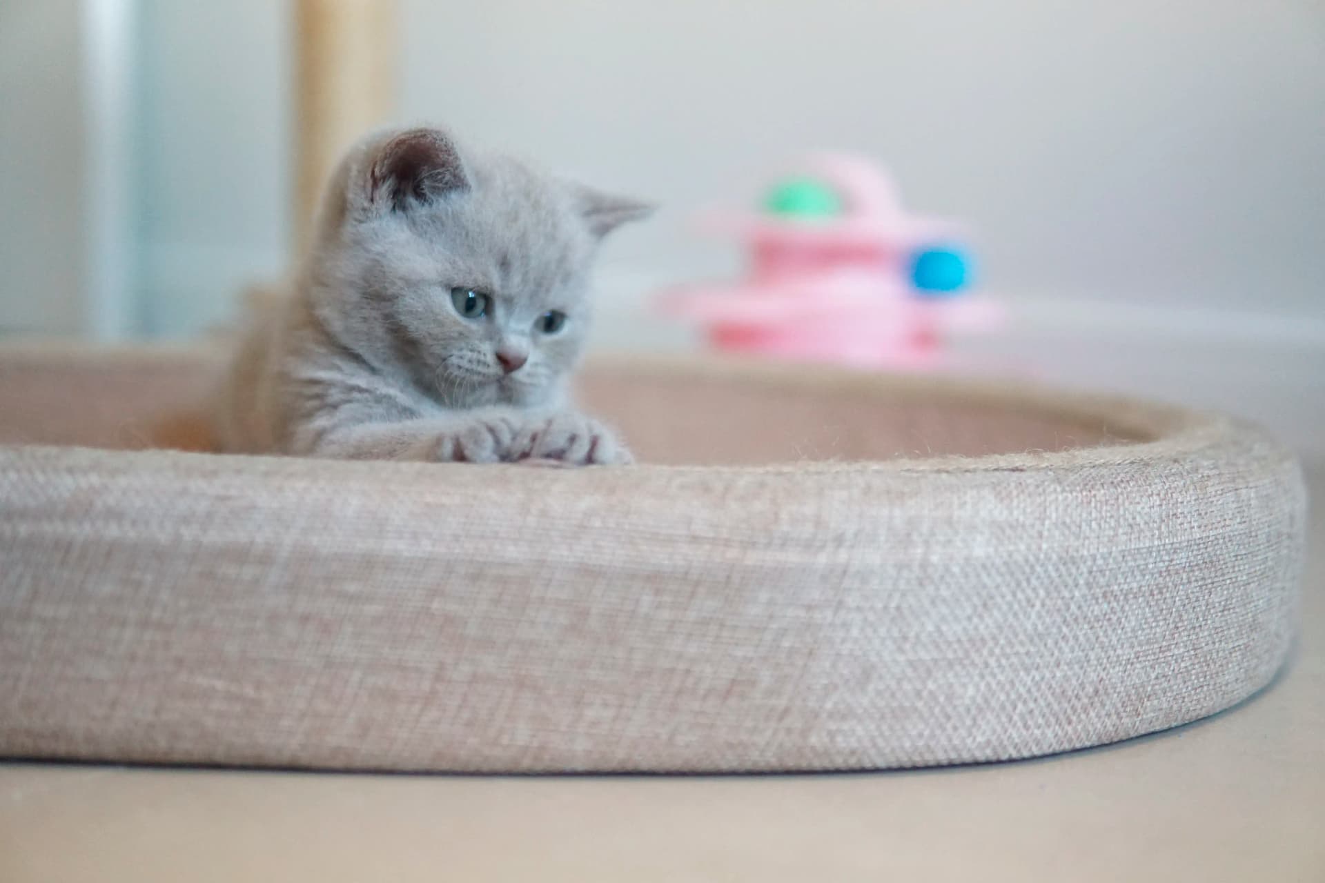 Kitten climbing the scratching post skillfully