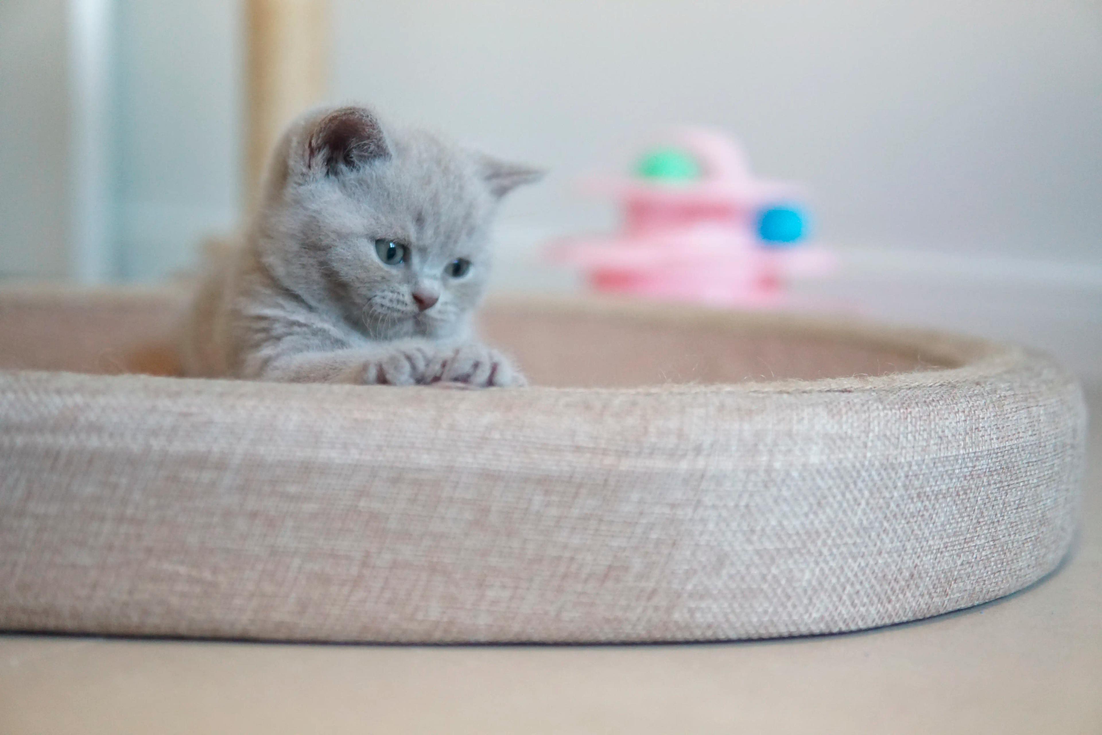 Kitten climbing the scratching post skillfully