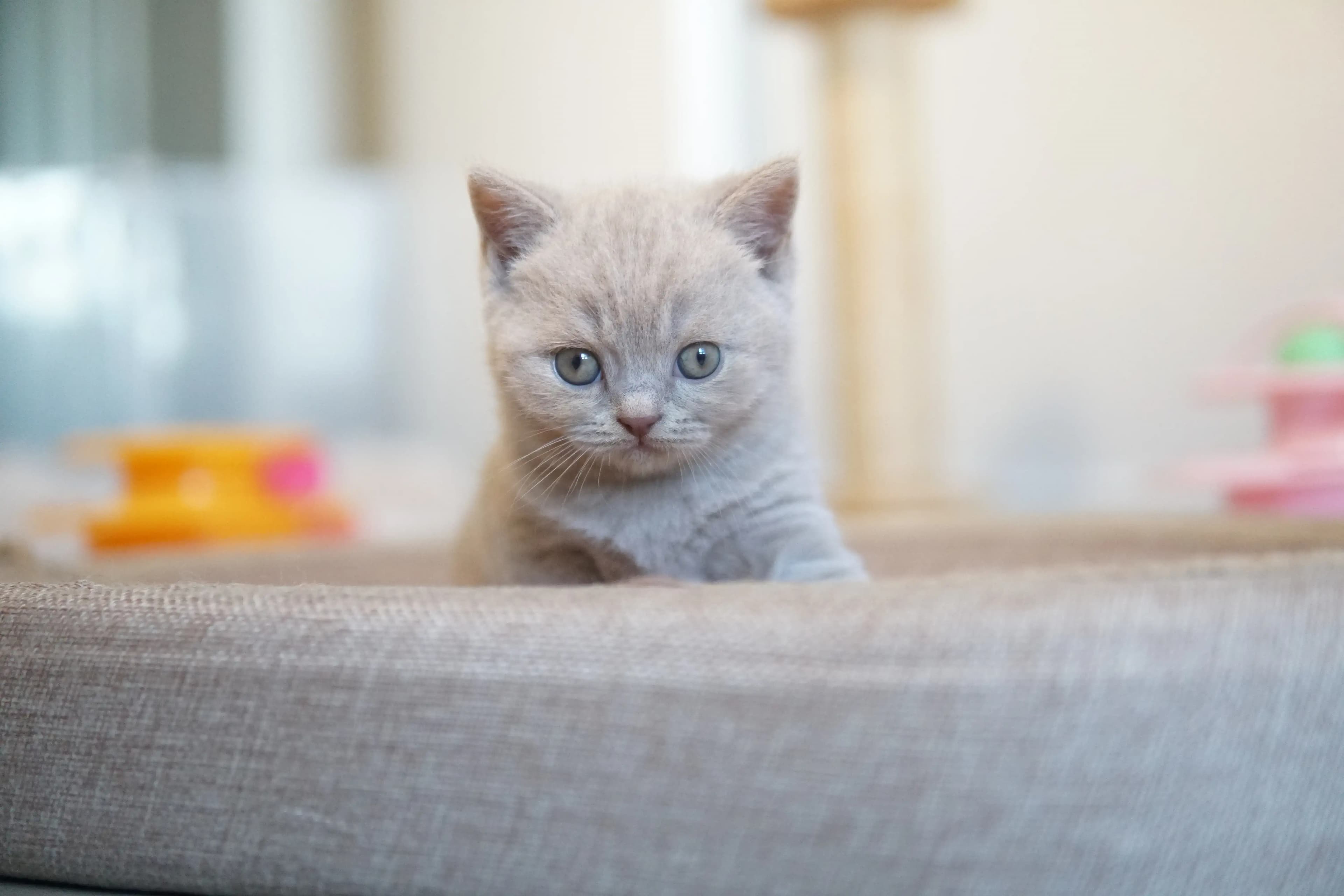 Kitten with a curious gaze next to the toy