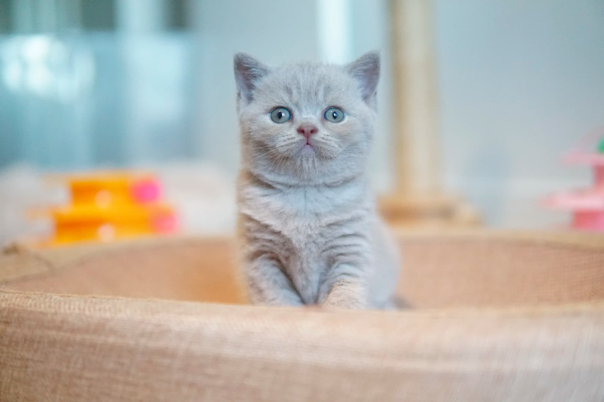 Kitten exploring new corners