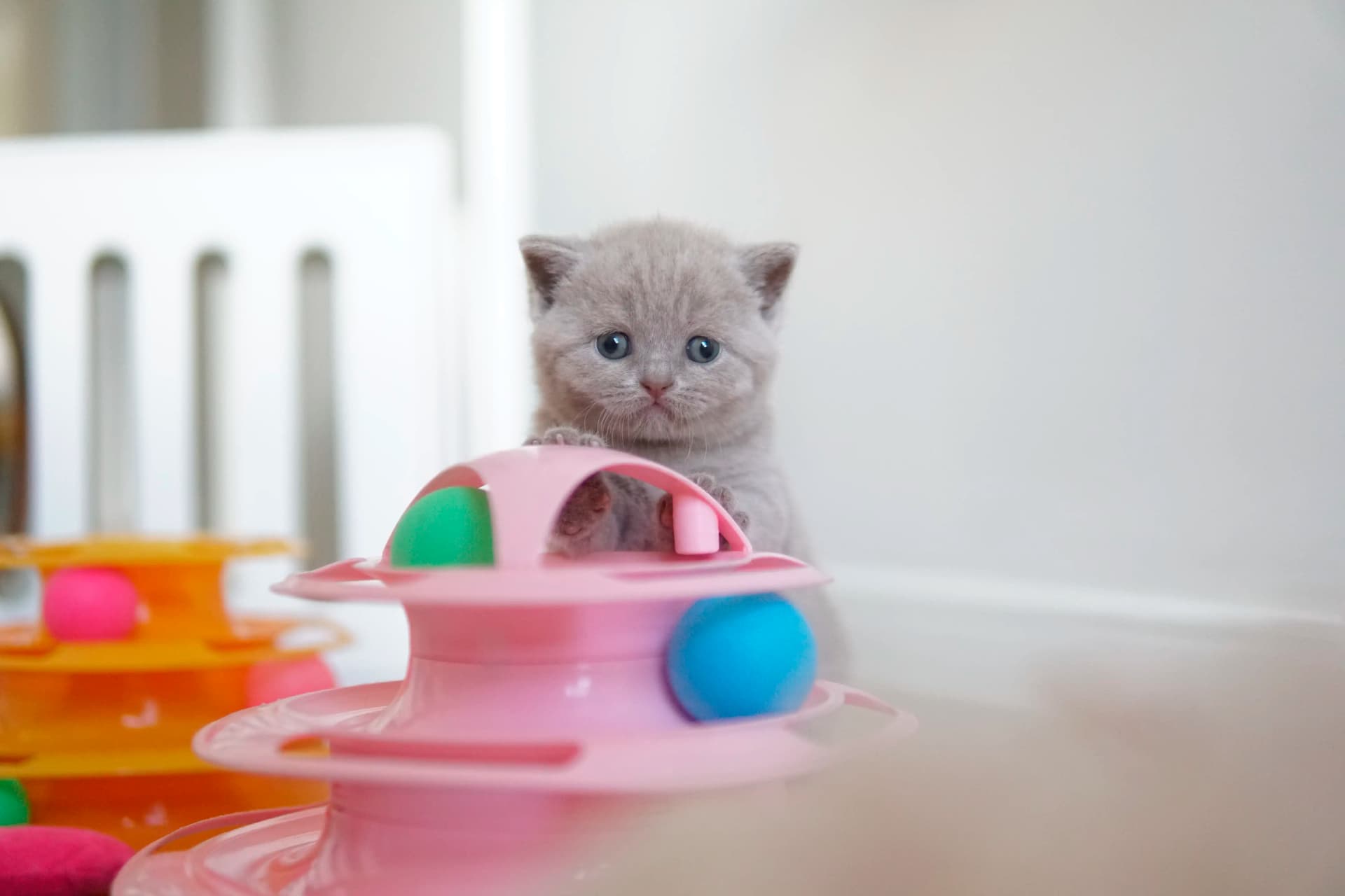 Kitten lying among the toys