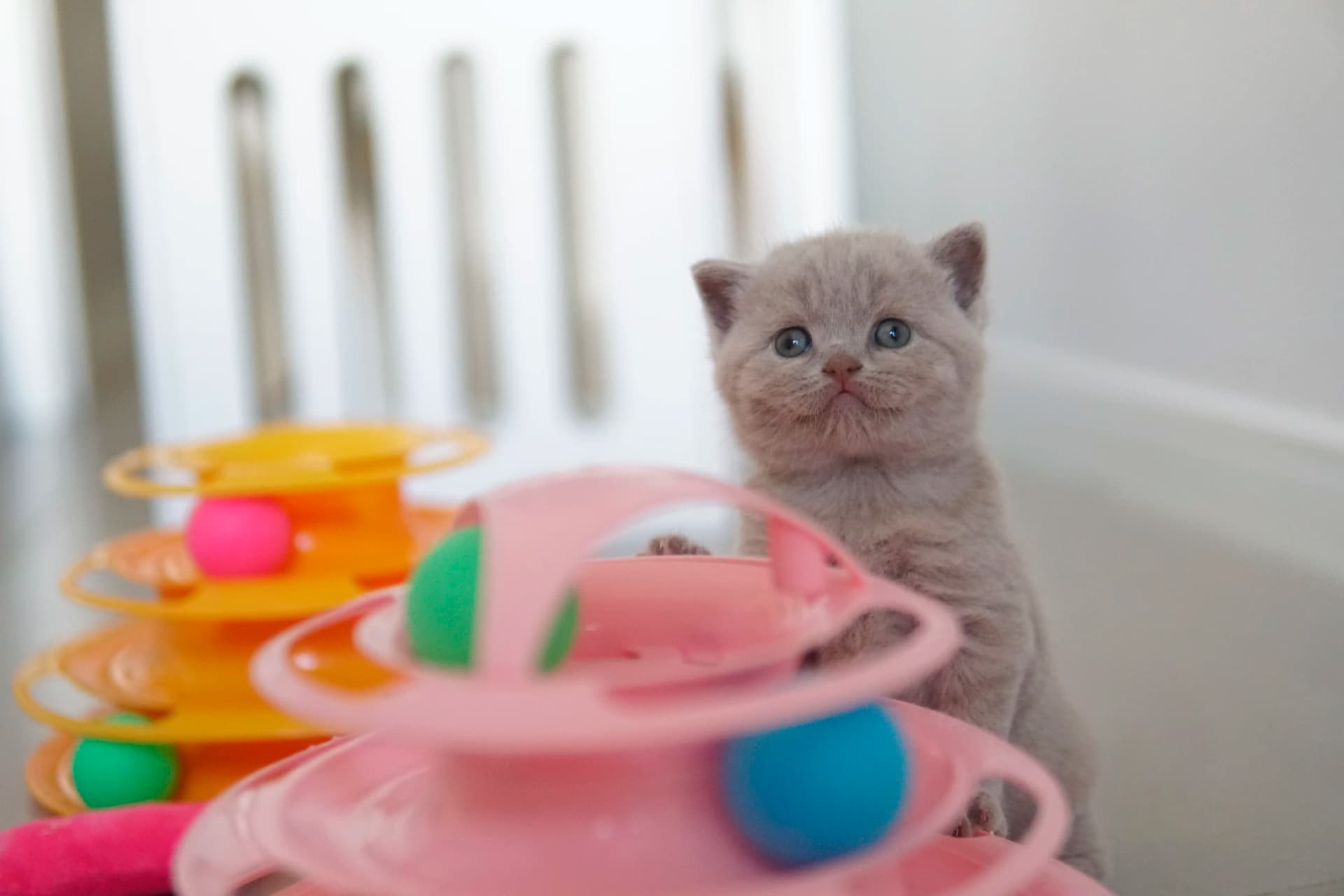 Kitten showing confidence in the space